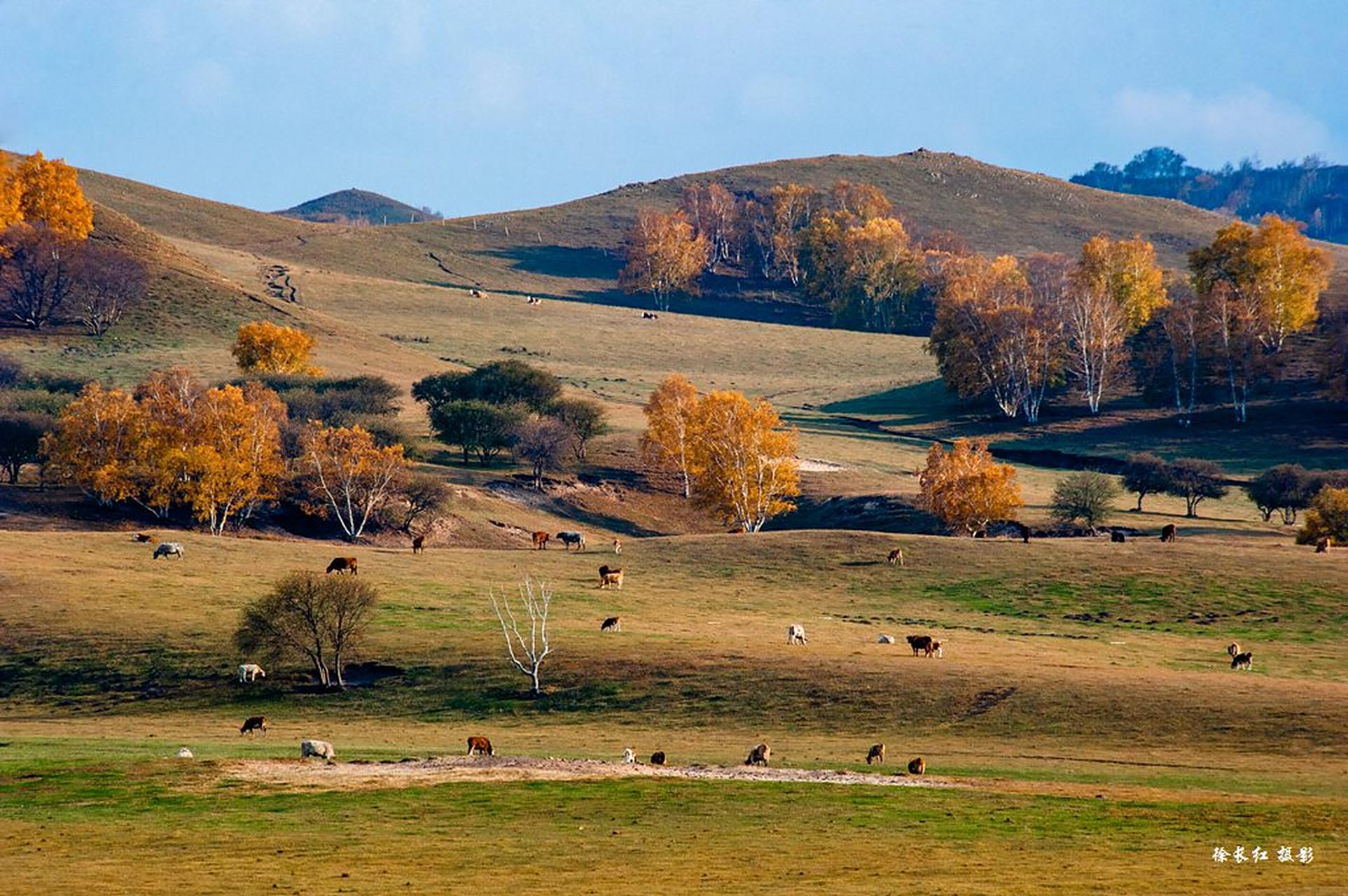 2023年金秋坝上乌兰布统草原自然风光,马牛羊,蒙古族纪实,金山岭长城