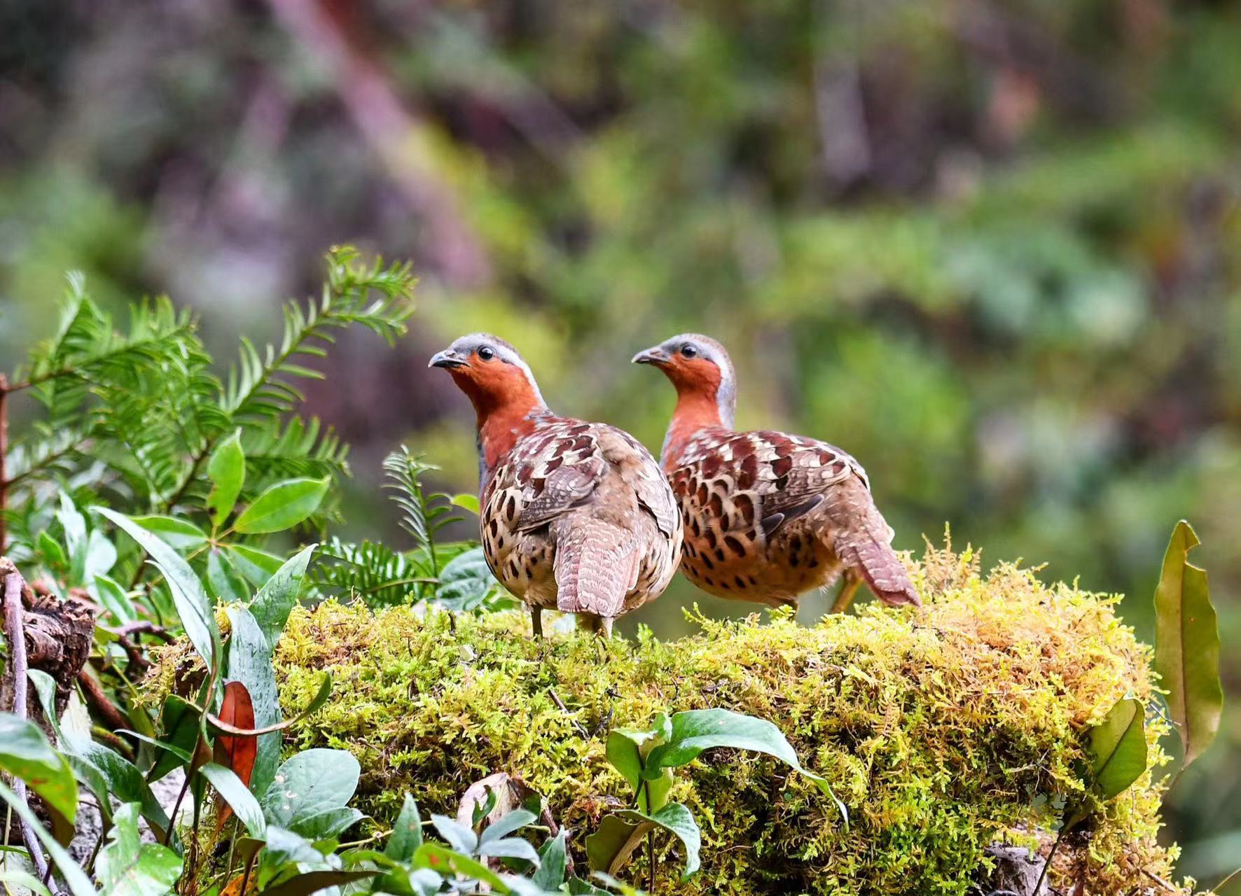 在丰田村还可以拍摄到国家三级保护动物灰胸竹鸡,目前常见的竹鸡品种