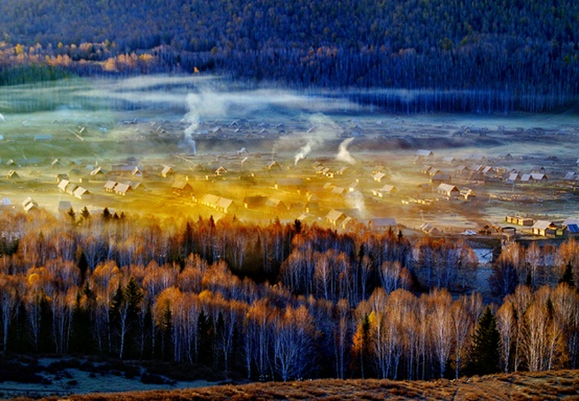 禾木村的秋色美不胜收,尤其是在夕阳的余晖下,白桦树闪耀着金色的光芒