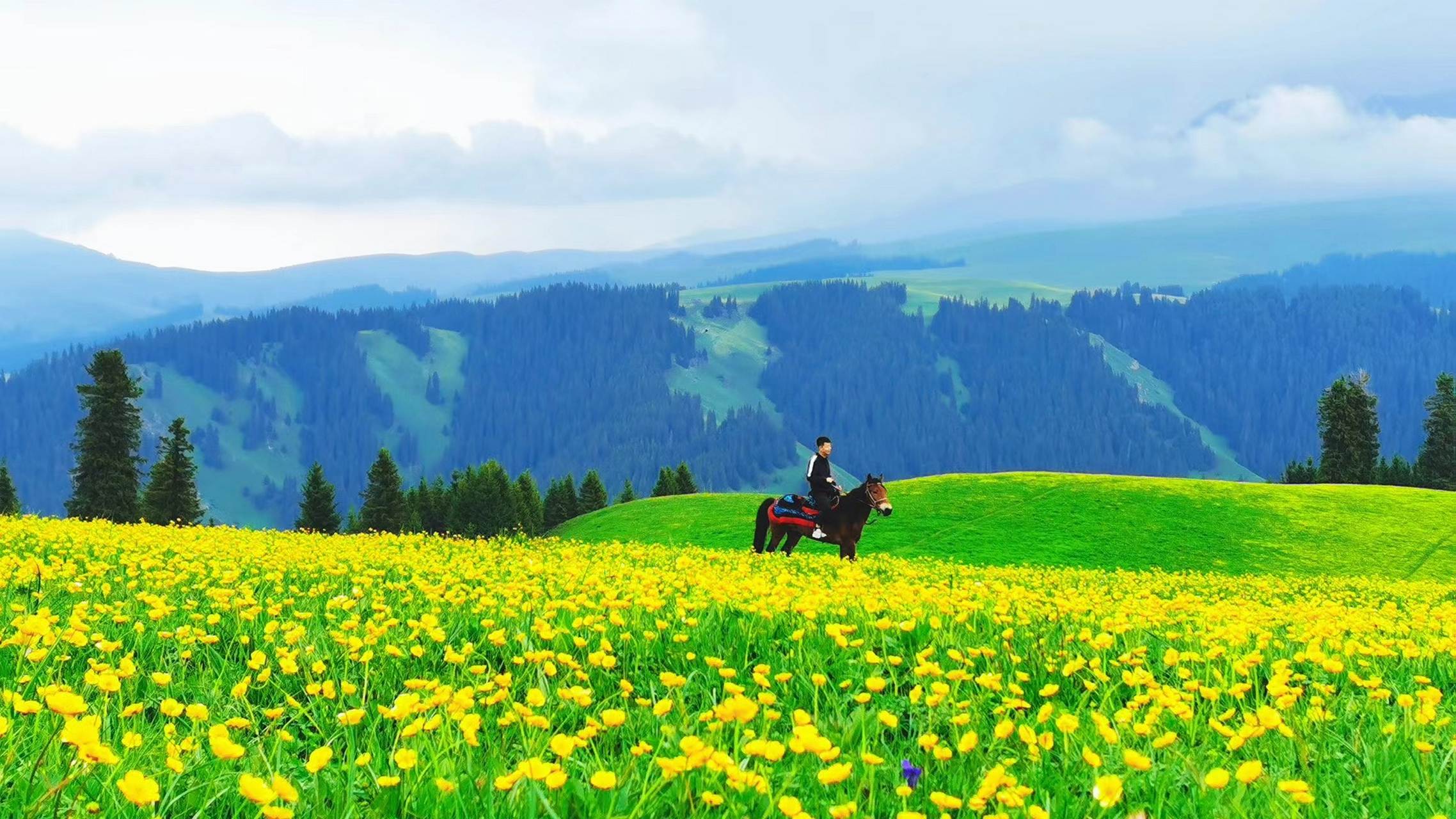 喀拉峻草原花开正盛,伊犁现在多数草原都是盛花期.