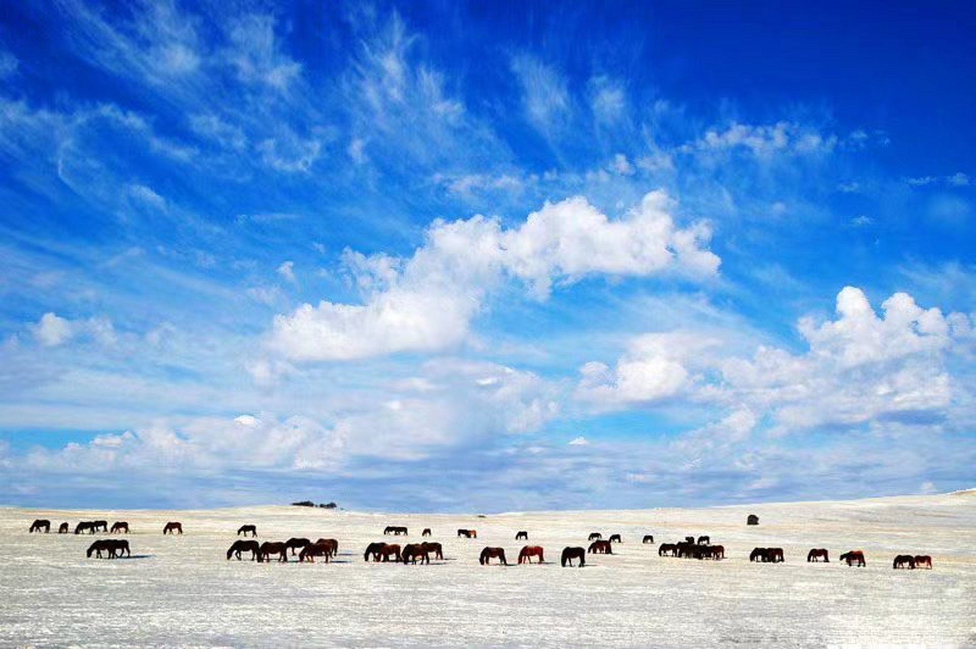 2023年呼伦贝尔冰雪那达慕,冬季草原套马,湿地丹顶鹤,林海雪原东北虎