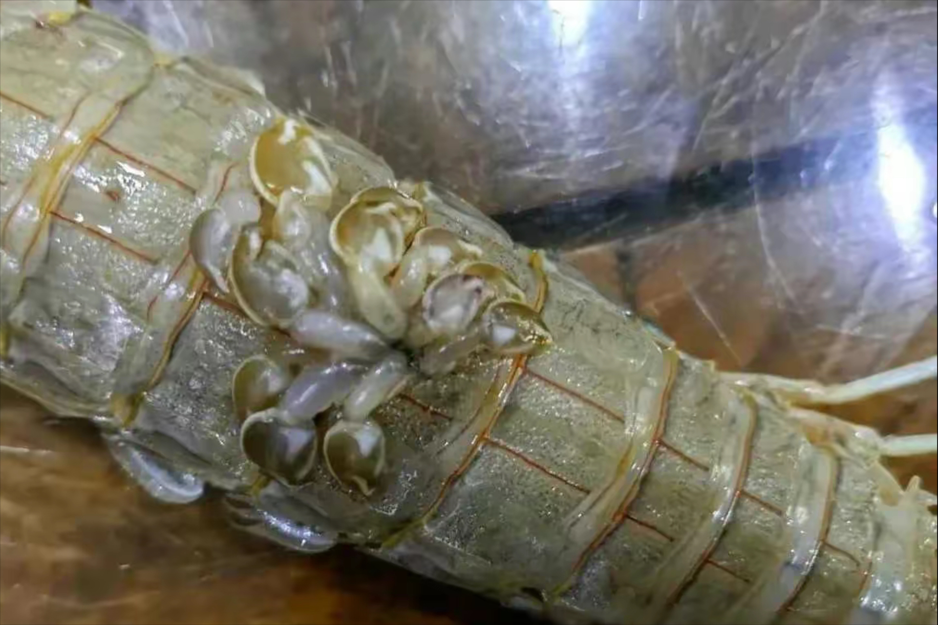 这爬爬虾是变异了吗?还能吃吗?
