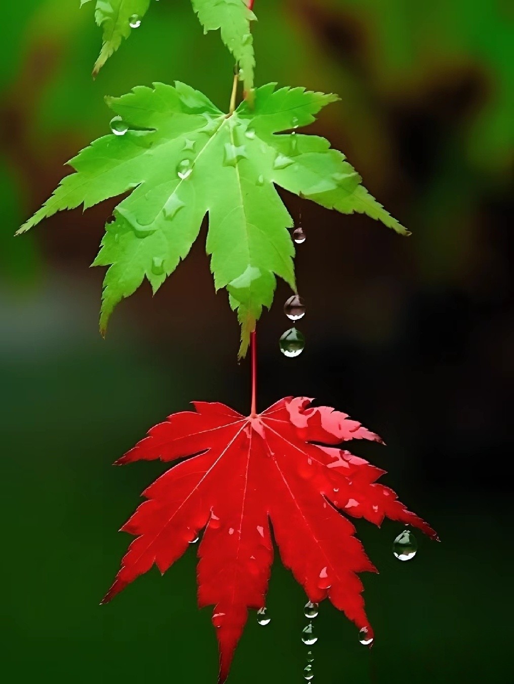 枫叶上的雨滴唯美图片图片