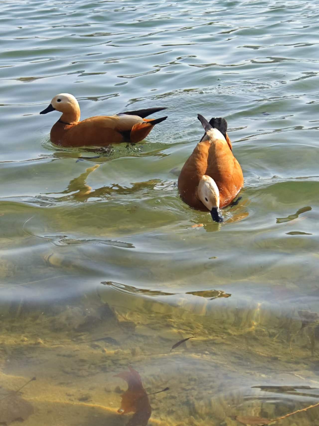 "春日午后,与友闲游,偶遇水中鸭子,悠然自得,心生欢喜.