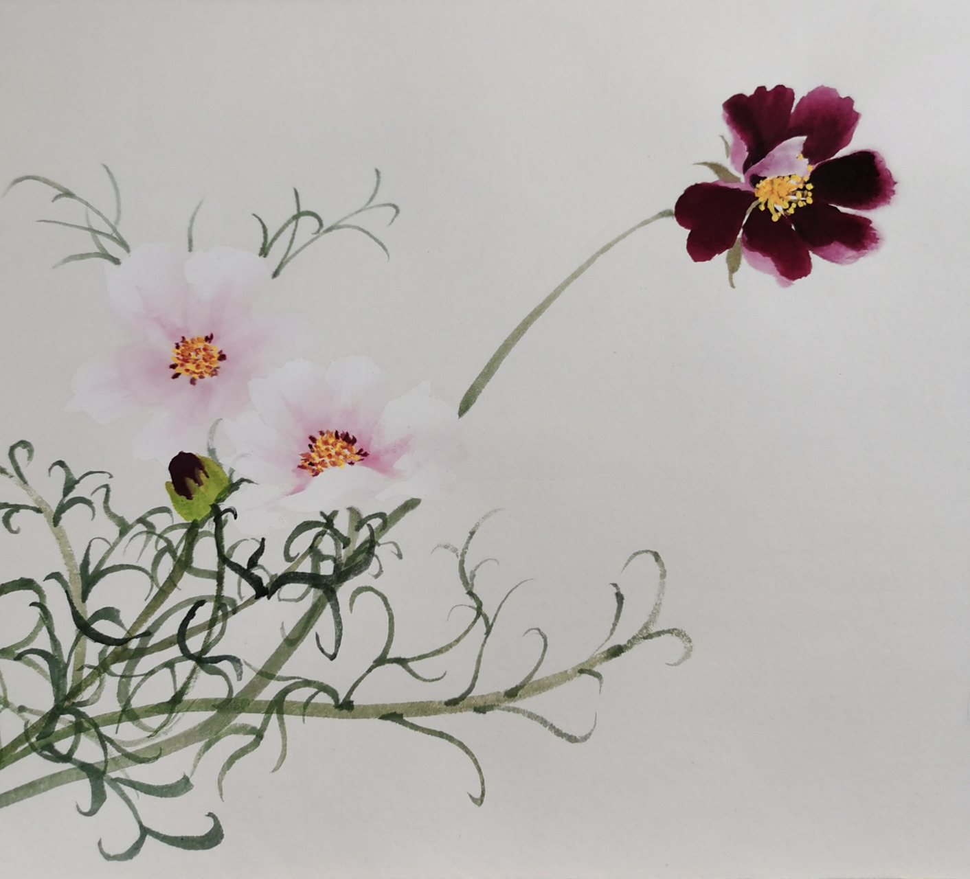 国画花鸟画格桑花 这幅格桑花的小品画,是采用没骨小写意的绘画形式所