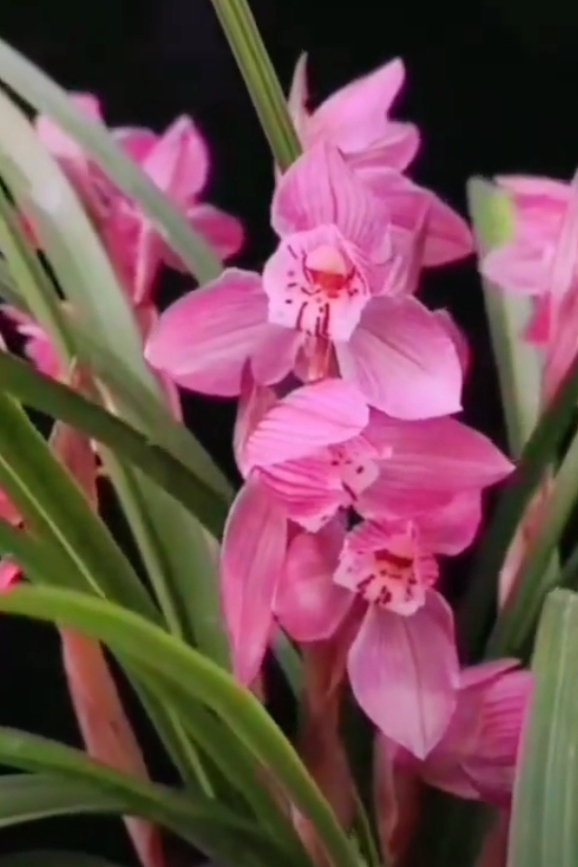 兰花 春剑,富贵红,粉红色开得太漂亮;五福临门,开的绚丽多彩,我国十大