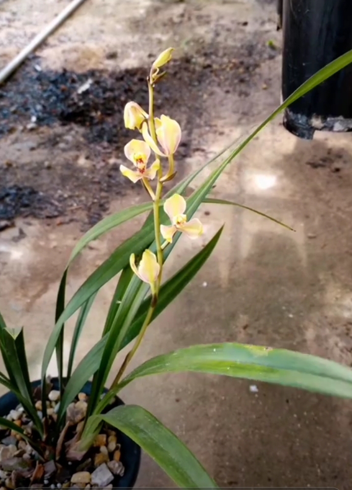 兰花 四季兰,紫金彩梅又名,紫金龙梅,既耐暑热也耐寒,能在贫瘠的土壤