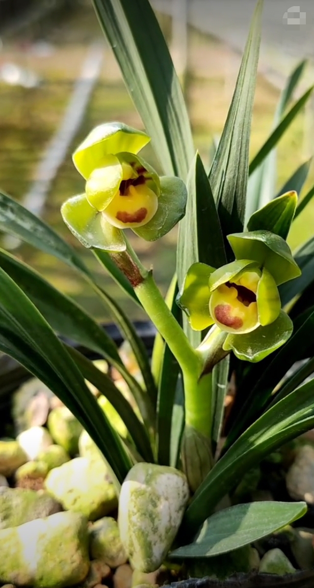 兰花百科# 春兰矮种荷瓣玉玲珑.