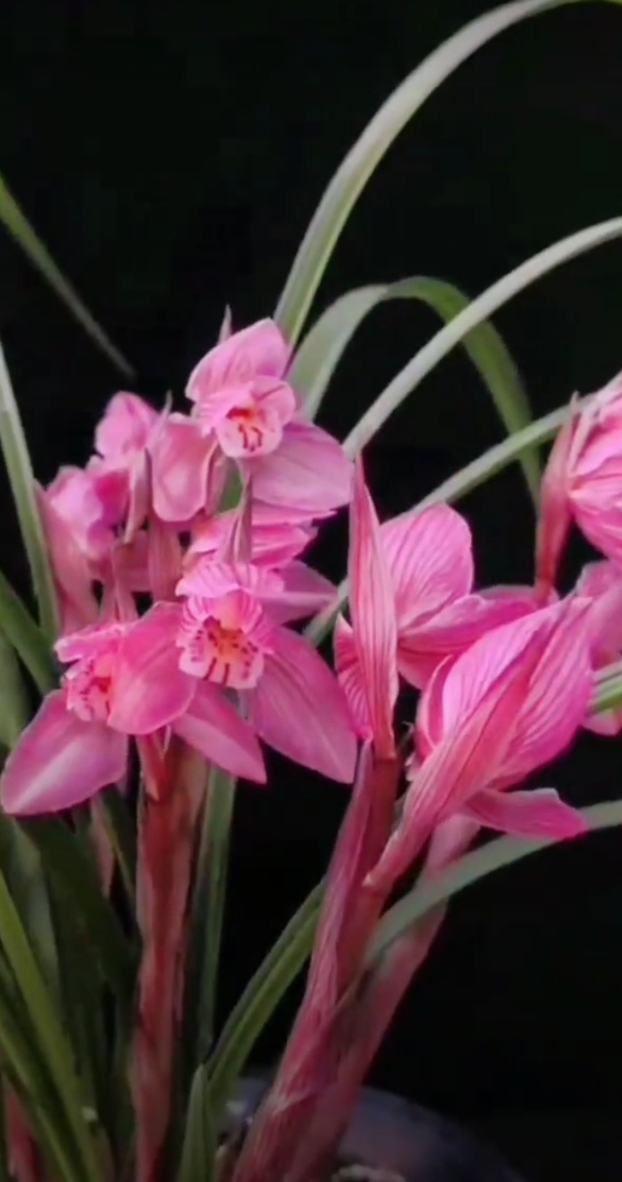兰花 春剑精品富贵红,花雍容华贵,有傲视众花的帝王风范,浑厚大气