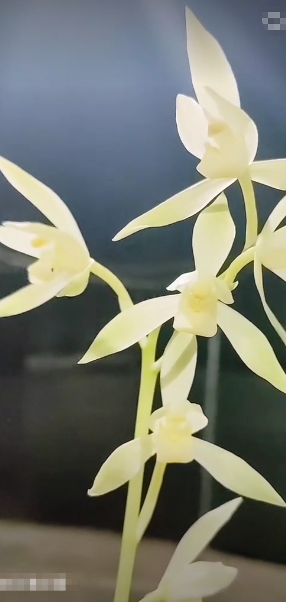 兰花 海上生明月,天涯共此时,凌波仙子. 美翻了,玉一般的兰花.