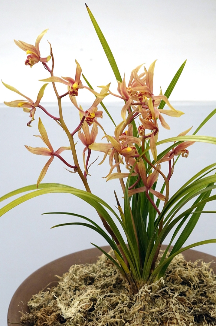 兰花  是一种具有较高观赏价值和药用价值的花卉,其市场前景主要受