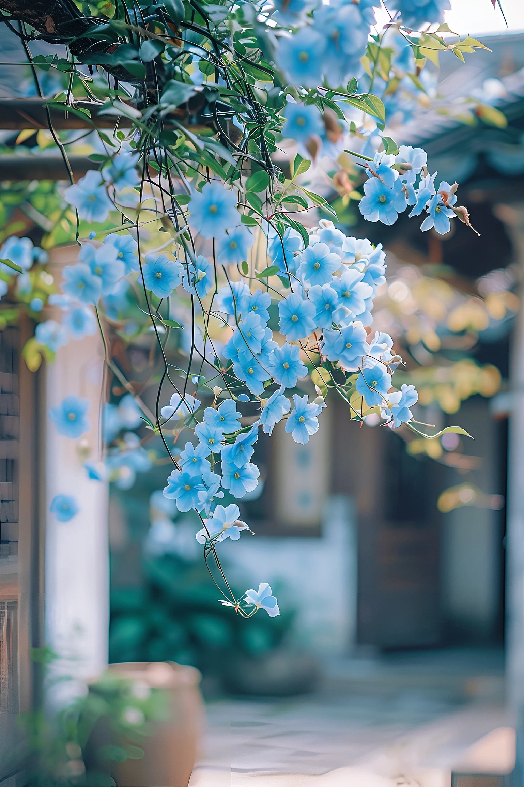 小花小朵也很好看 风景   一起享受大自然的美   美图分享   治愈系