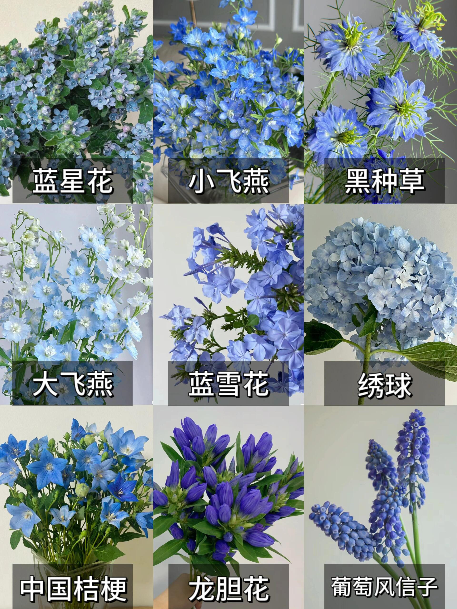 蓝色的花名称大全图片