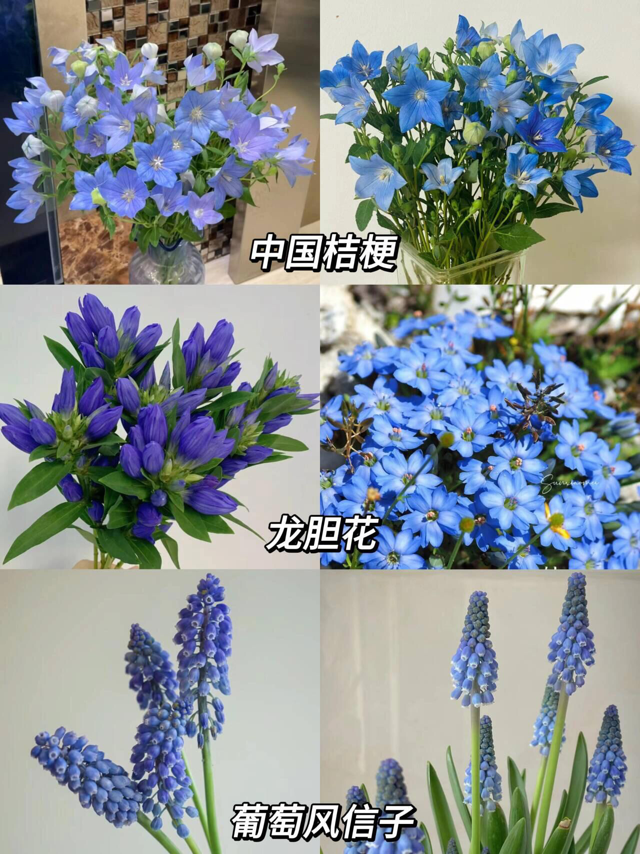 蓝色的花名称大全图片