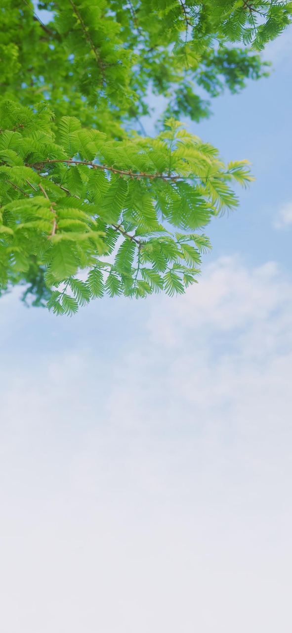 治疗失眠# 参芝安神口服液