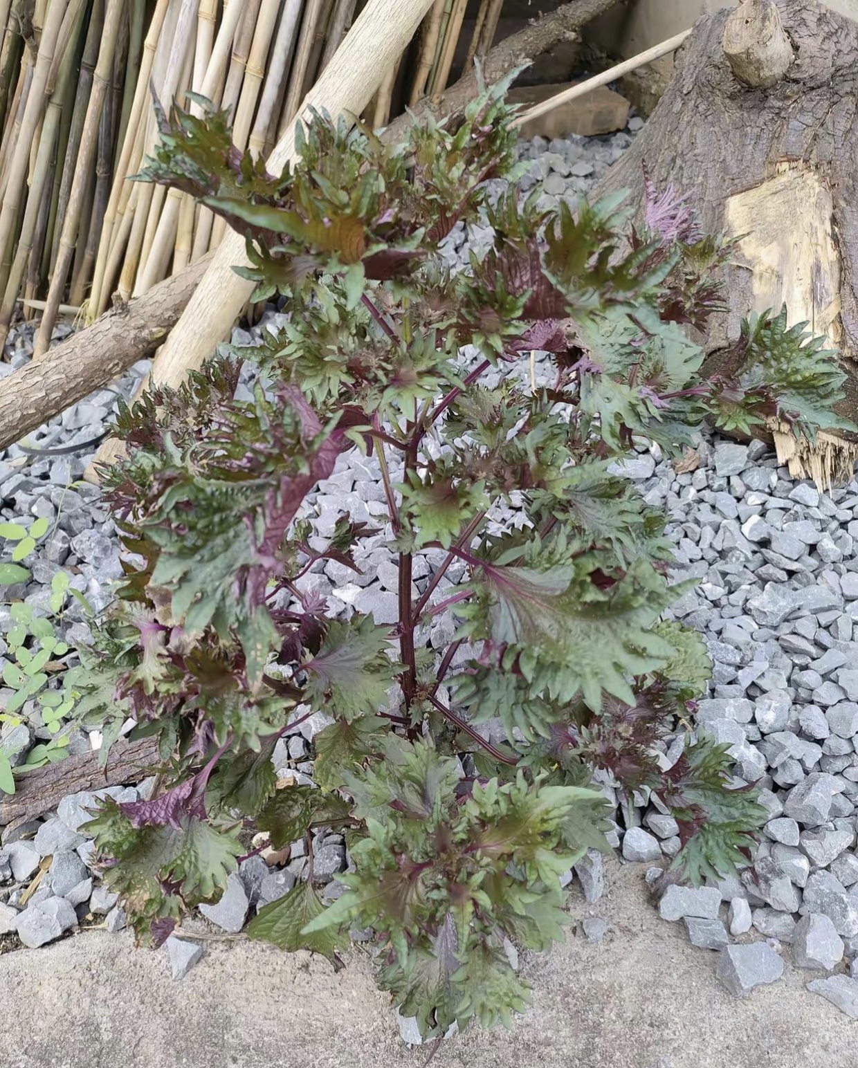 这株植物在岩石堆中顽强生长,好打眼啊,让路过的人不得不驻足侧目!