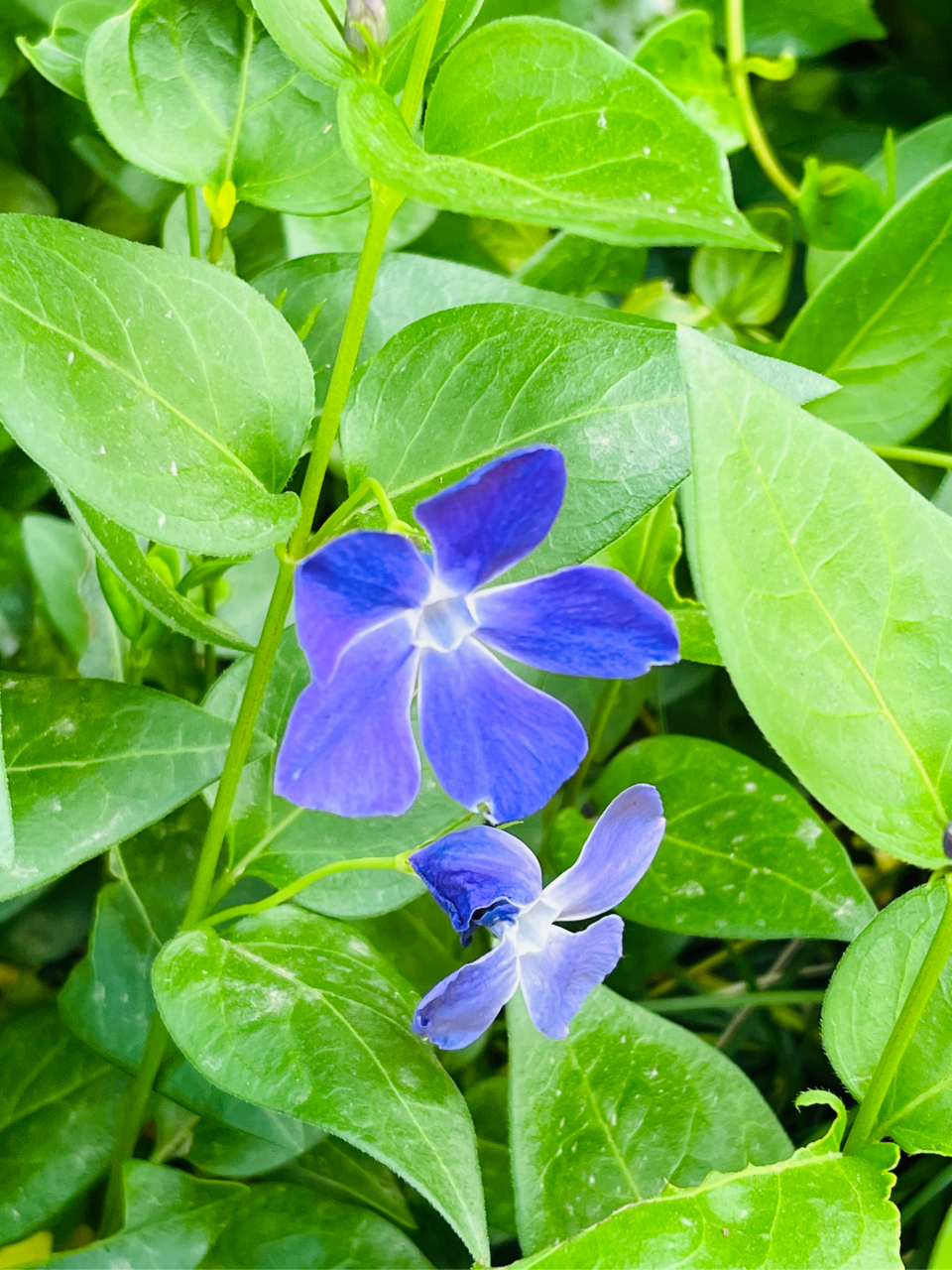 蔓长春花解剖图片