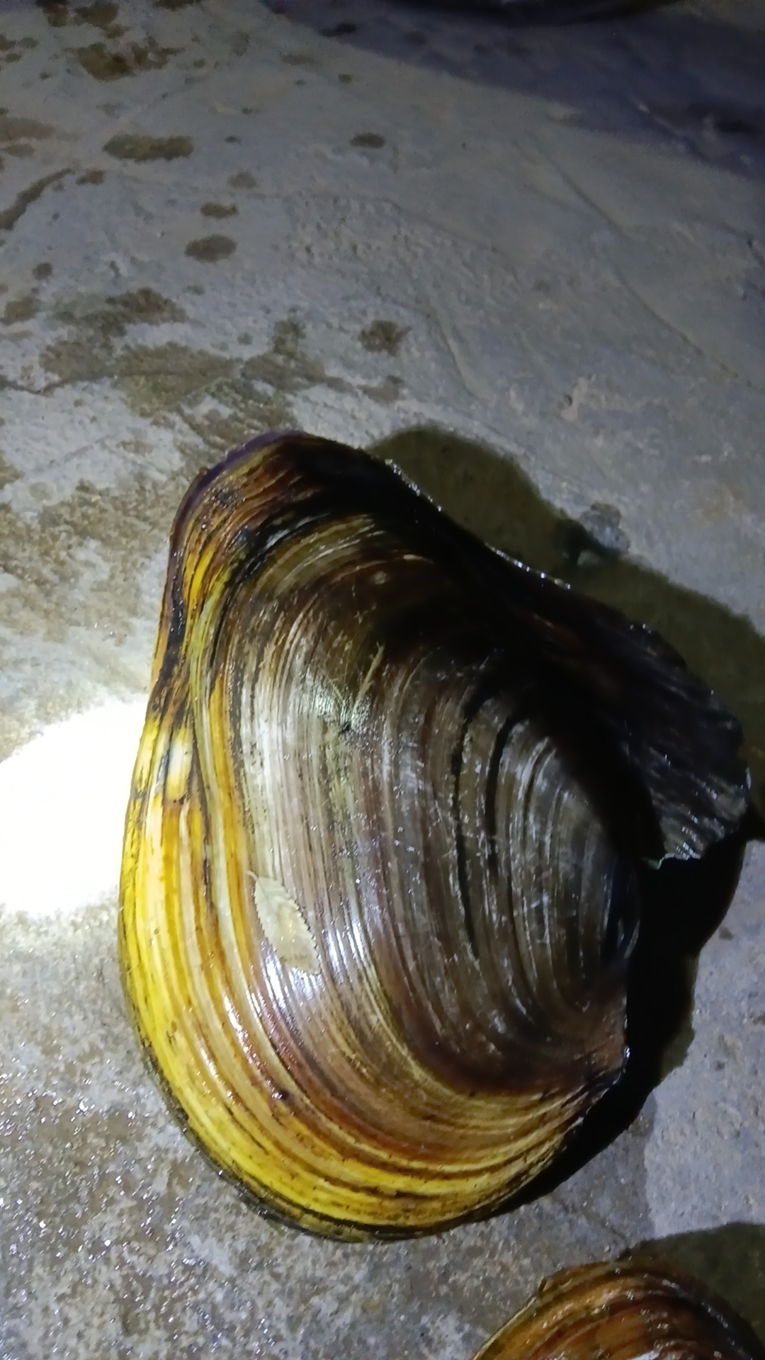 这贝壳的纹理,看着就诱人,今晚的晚餐有着落了!