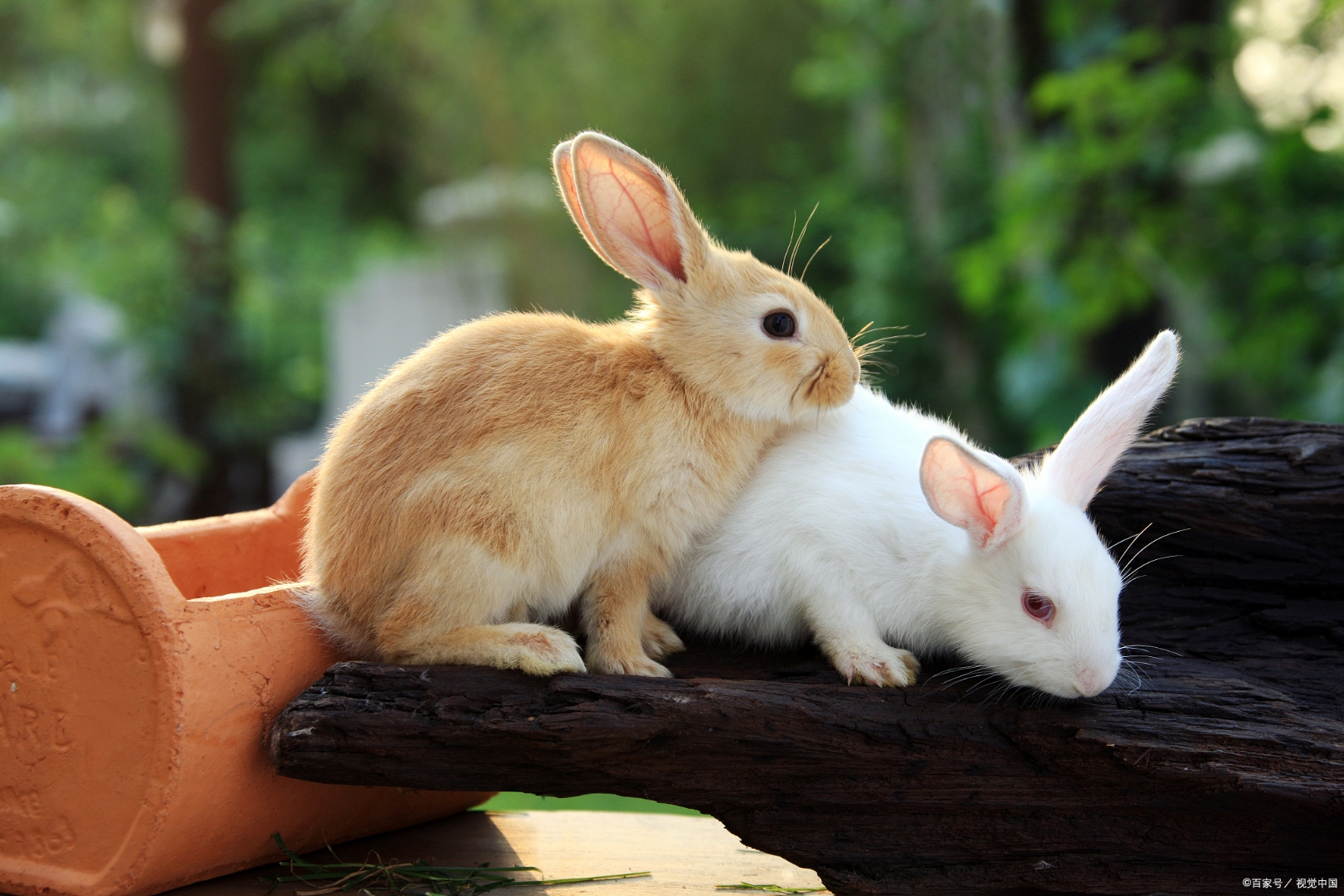 在绿意盎然的草坪上,一只小白兔悠闲地散步,头顶上还顶着一朵小黄花