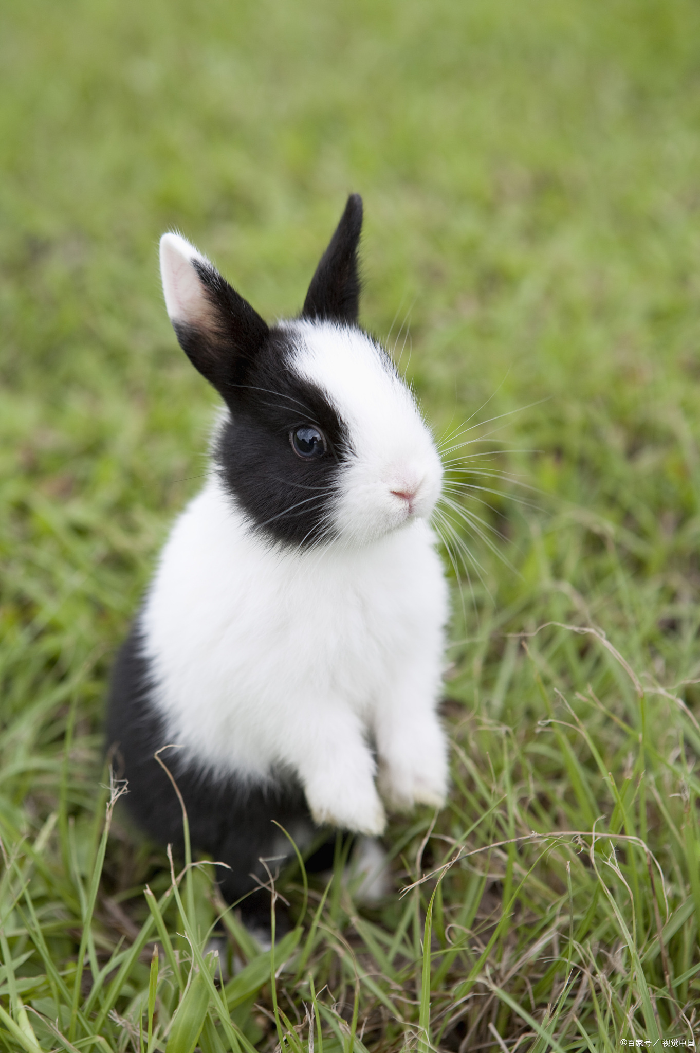 在绿意盎然的草坪上,一只小白兔悠闲地散步,头顶上还顶着一朵小黄花