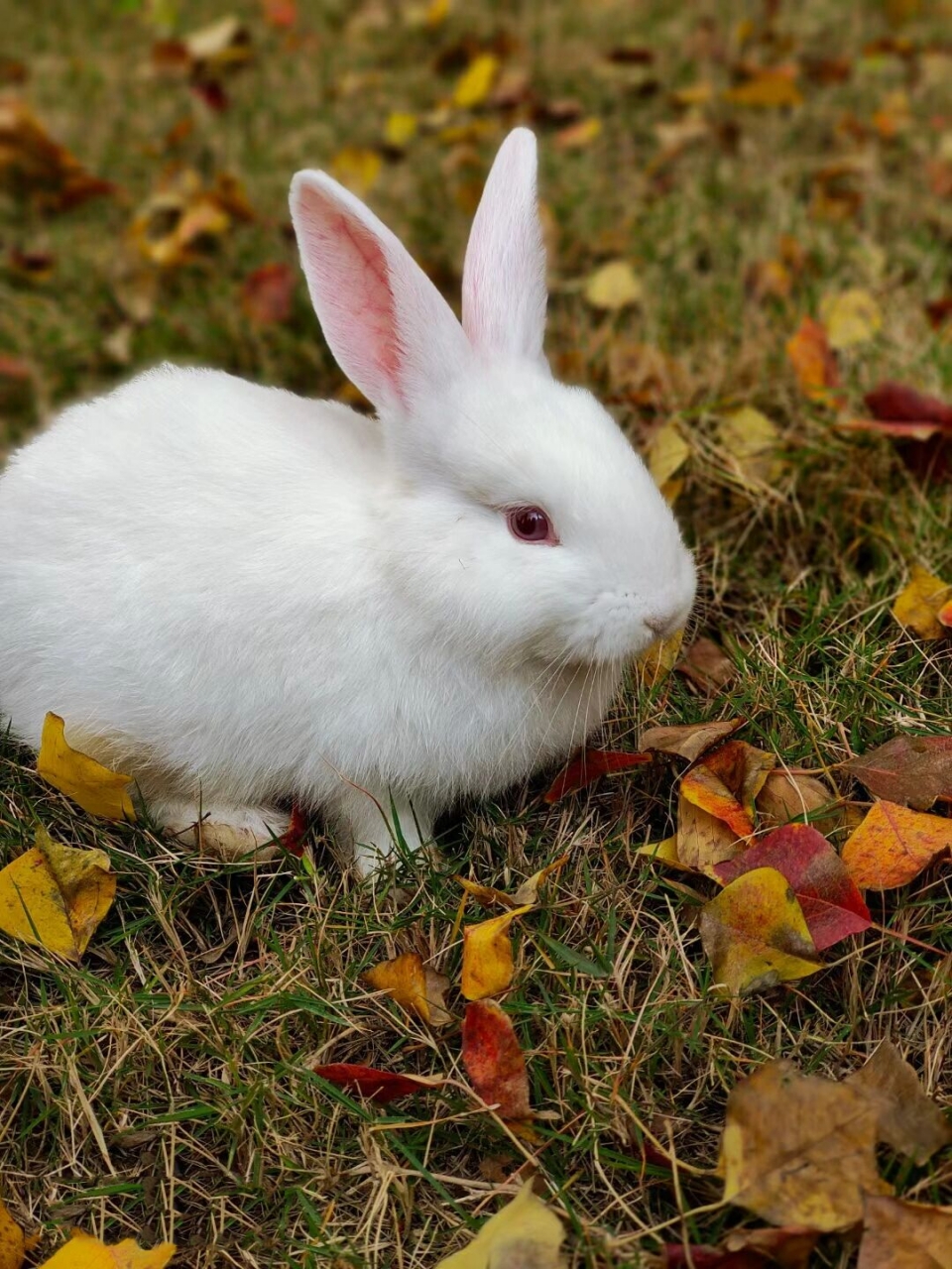 在绿意盎然的草坪上,一只小白兔悠闲地散步,头顶上还顶着一朵小黄花