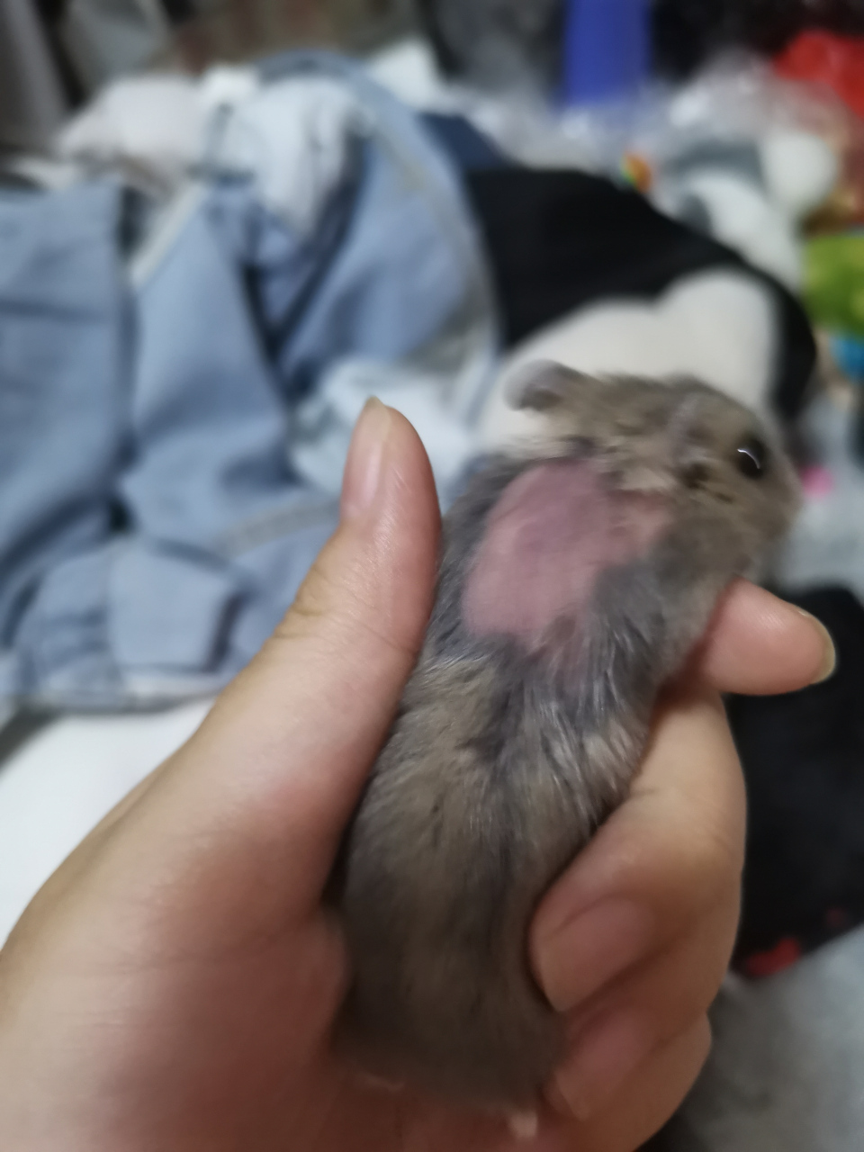 仓鼠 鼠鼠脱毛一大块怎么回事有大神知道嘛 看了半天没发现什么皮肤病