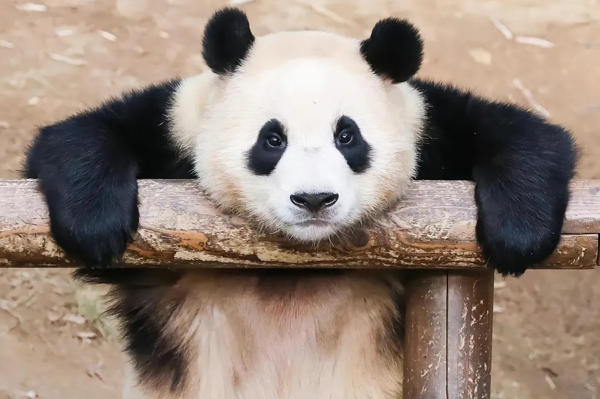看看咱们的福猪,在爱里长大的孩子,眼睛里都是对饲养员爷爷无限的信任