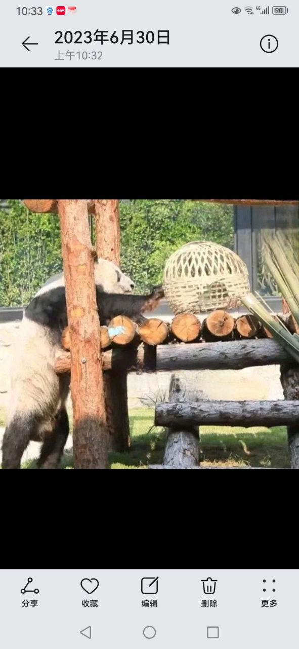 我们李大丫得到了胖大海编织的鸡笼#  回到祖国的丫丫,状态肉眼可见