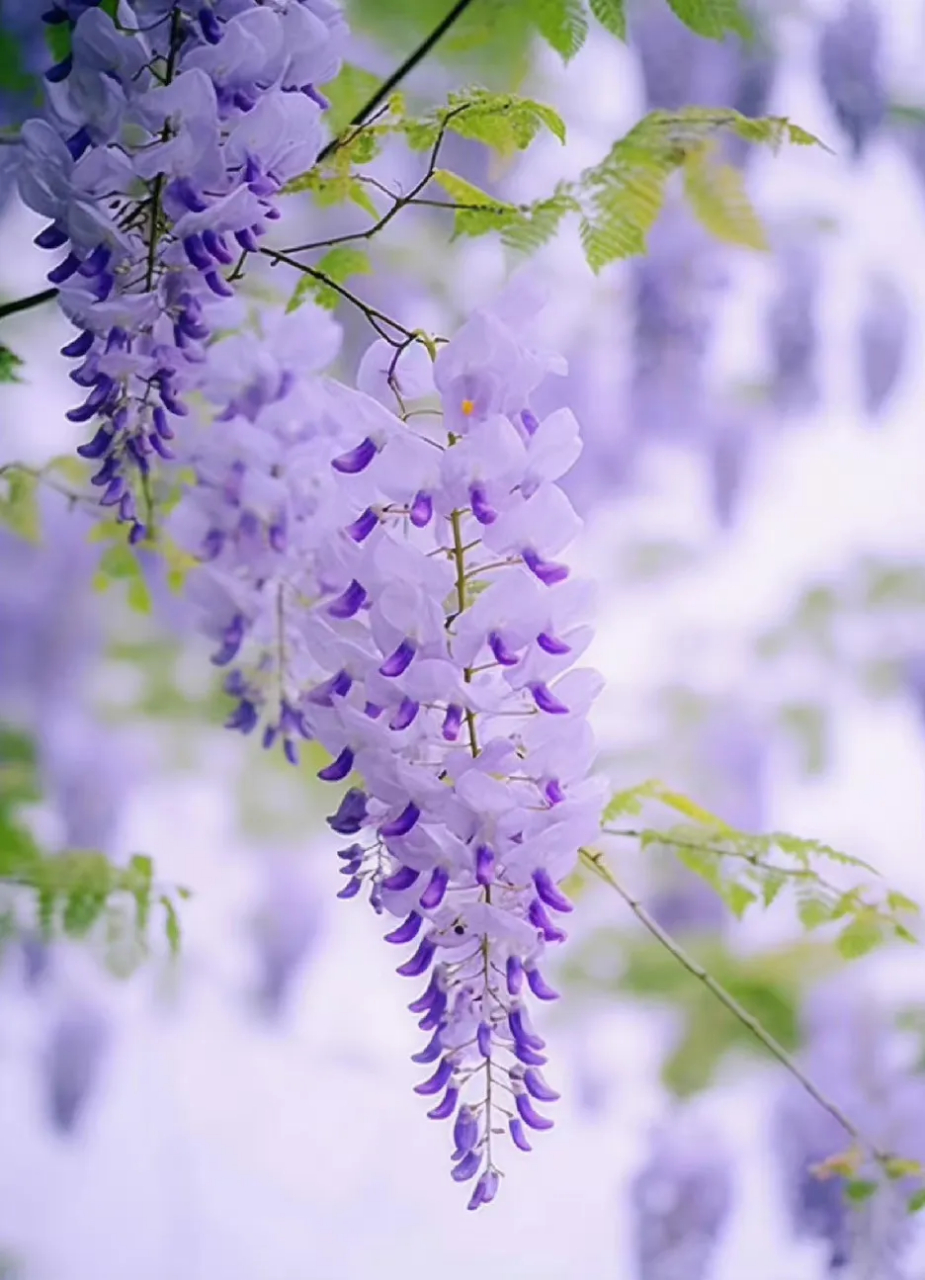 紫藤花,又叫藤萝,远远望去就像一条条紫色的大瀑布, 紫藤花是一种喜欢