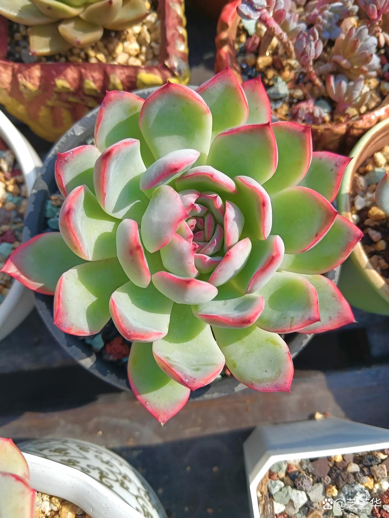 这多肉植物,绿白相间,叶片鼓鼓的,仿佛在诉说着生命的顽强与美好.