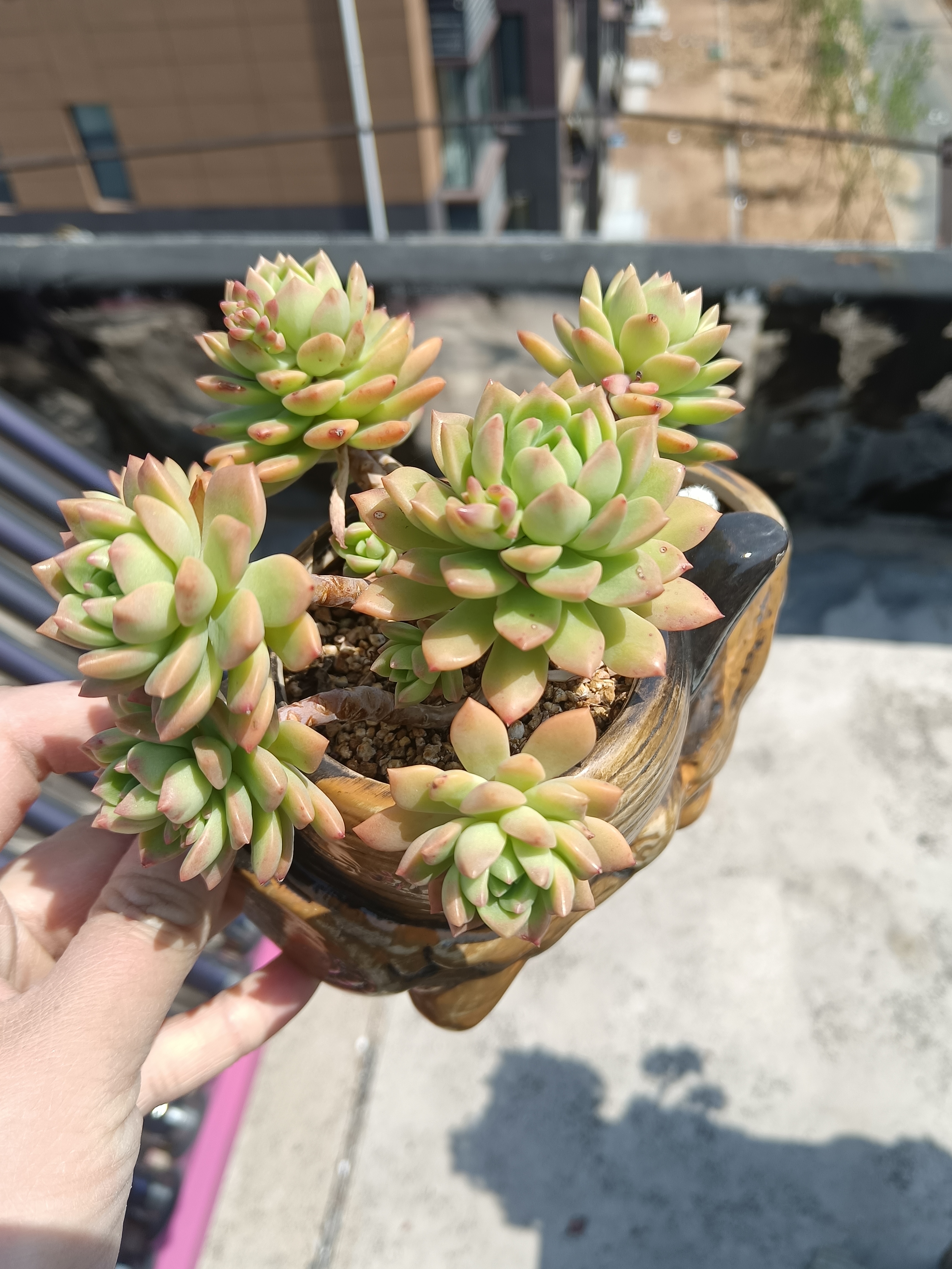 马库斯一年时间就能变老桩,我这颗是自己叶插的,最后那附图的全部打包