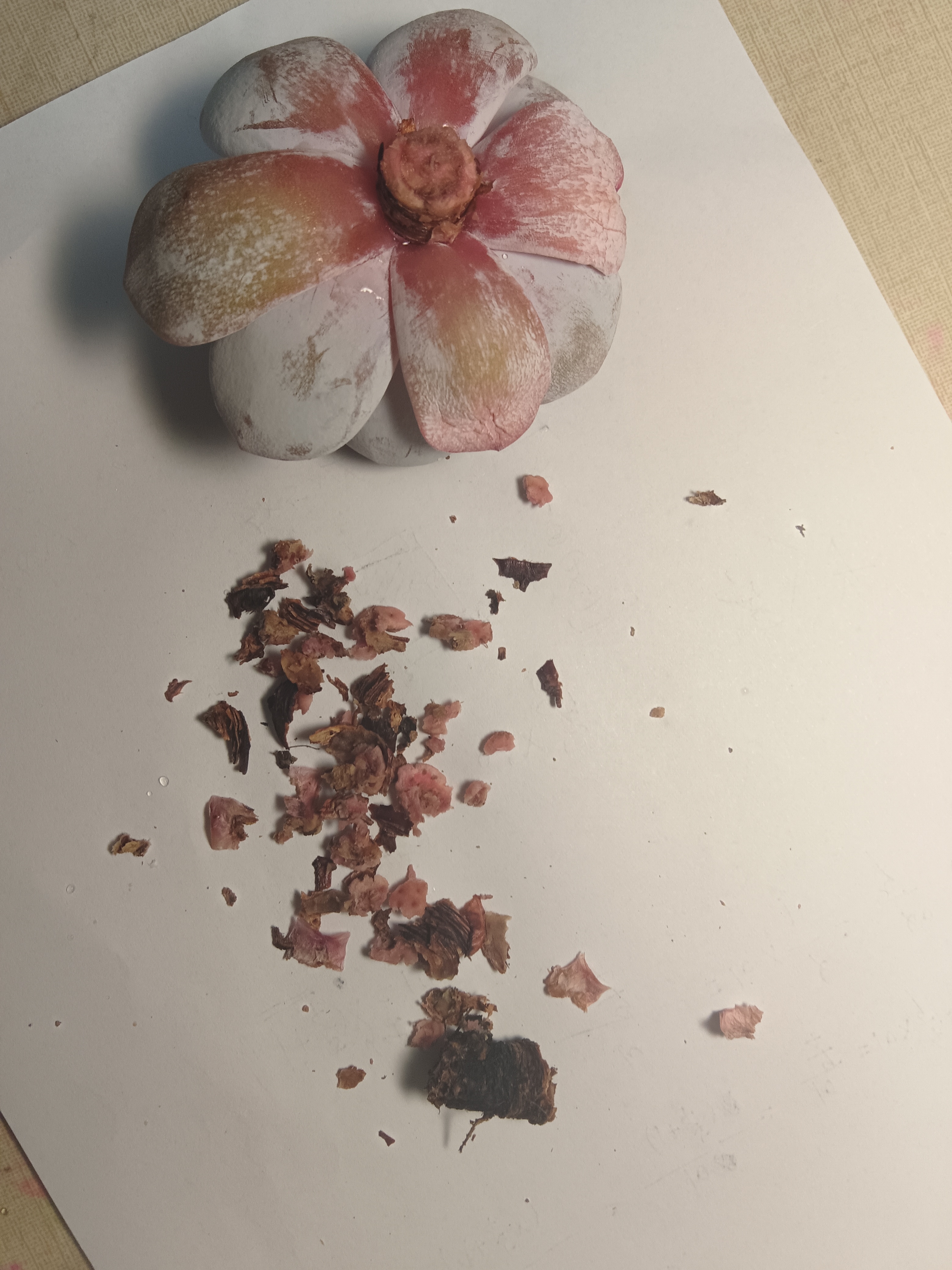 我的雪莲烂根了,还好只是坏了一截.