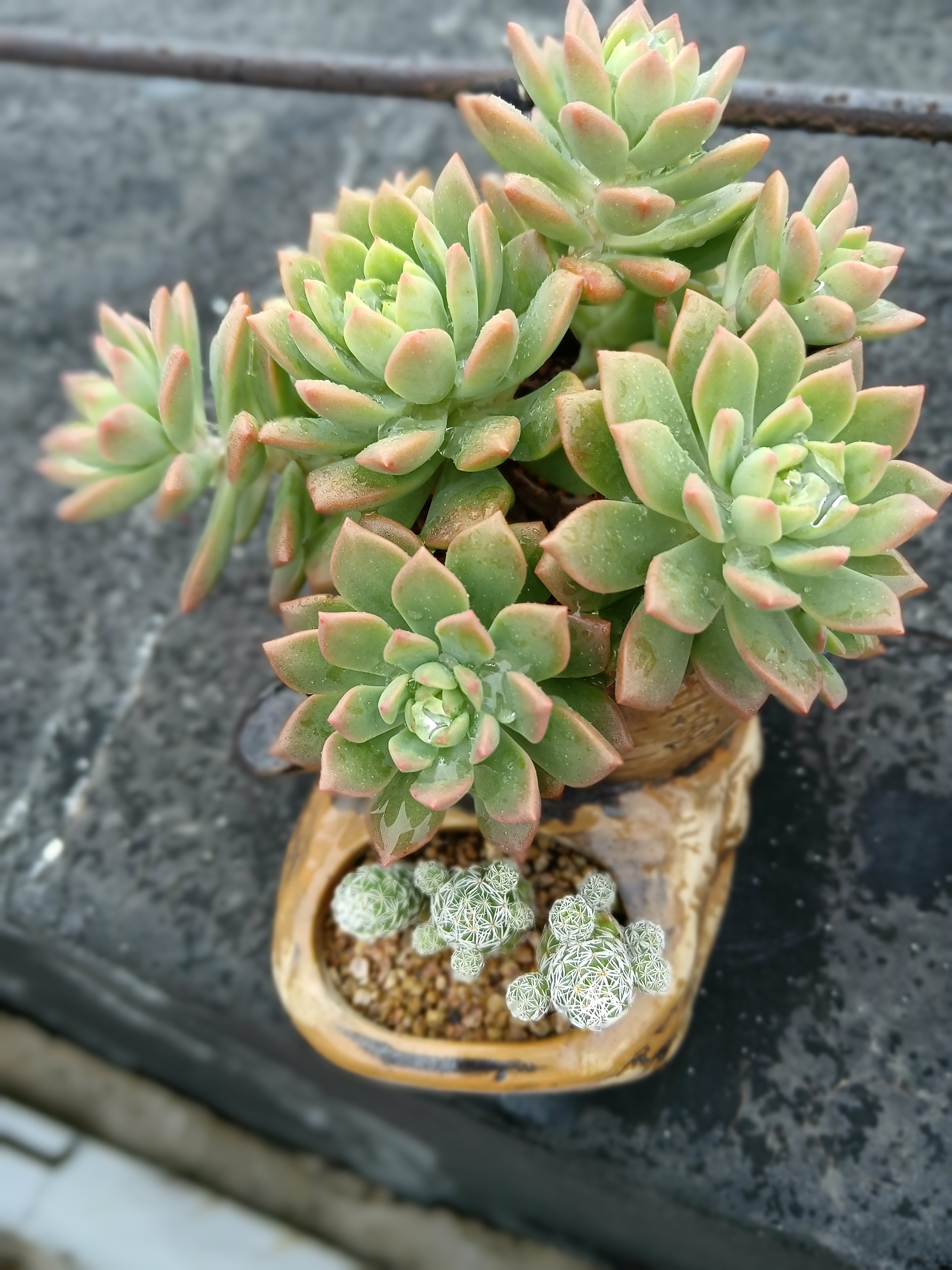 马库斯一年时间就能变老桩,我这颗是自己叶插的,最后那附图的全部打包