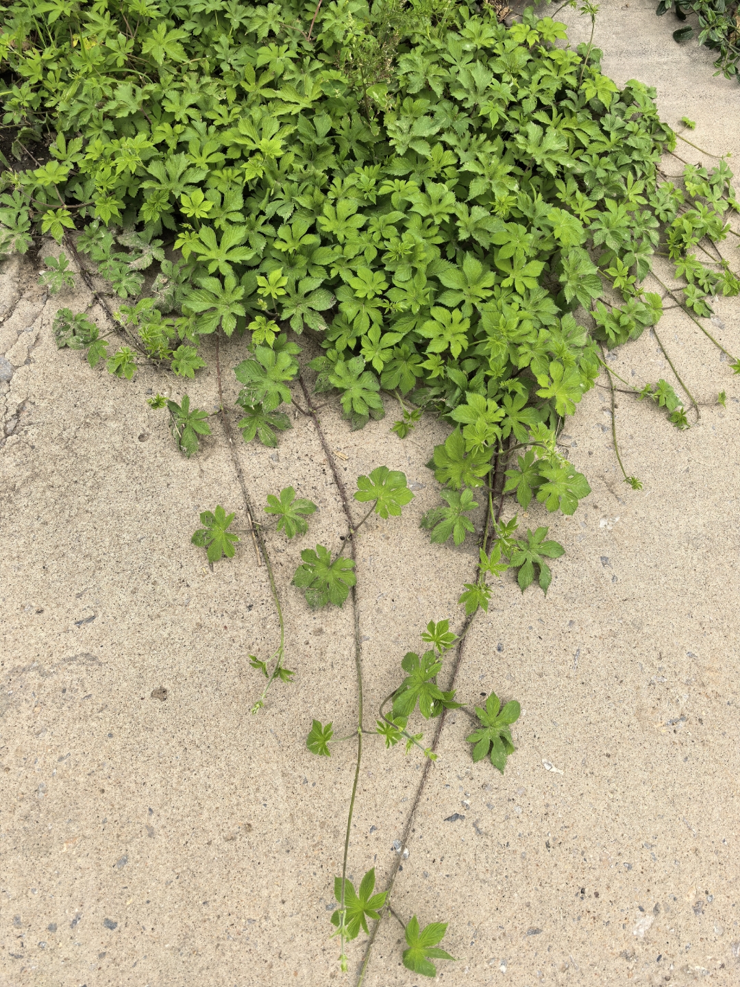 这种草你们家乡叫什么,我的家乡叫"拉拉秧"