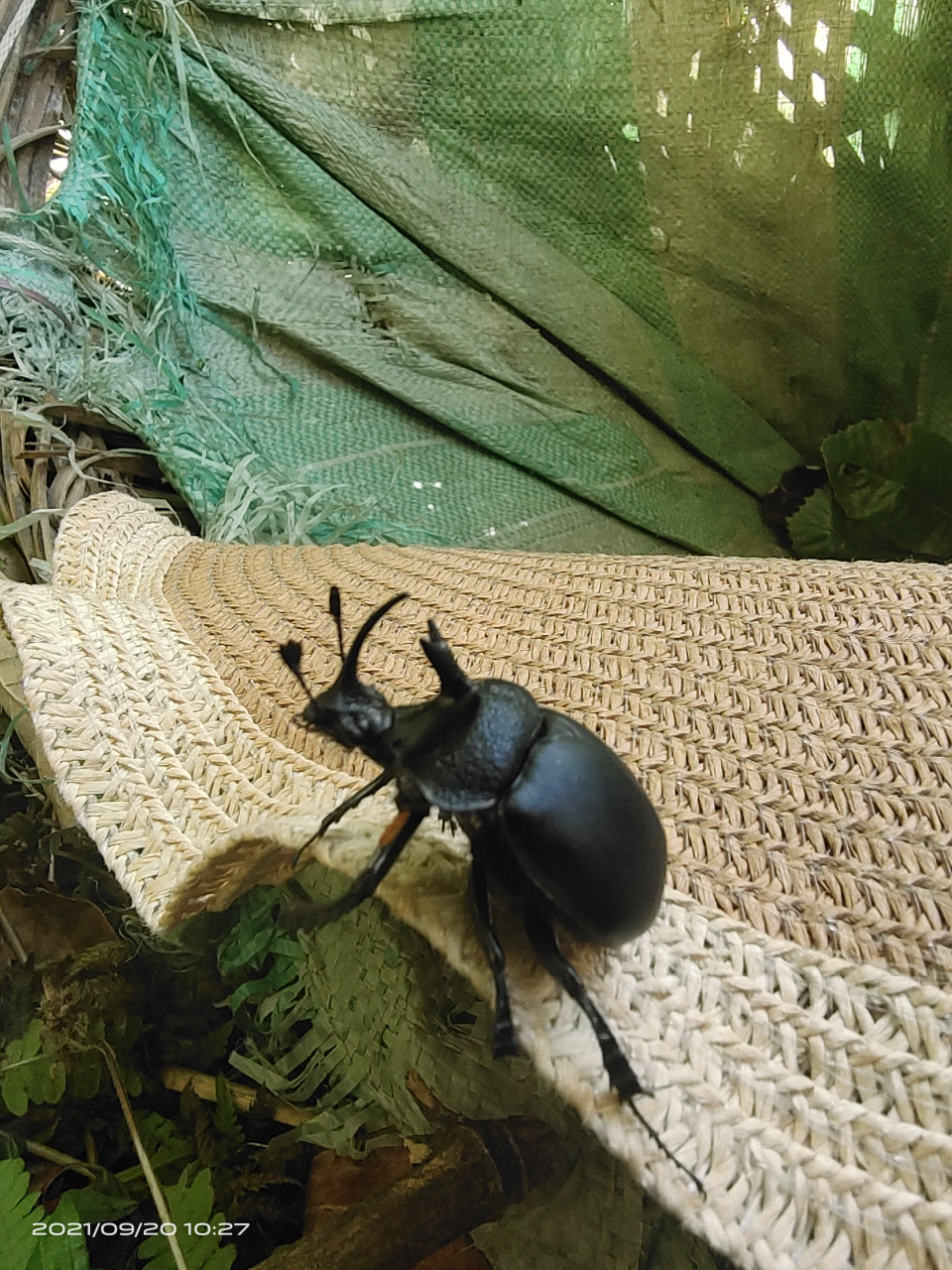 朋友们,这是屎壳郎还是独角仙?