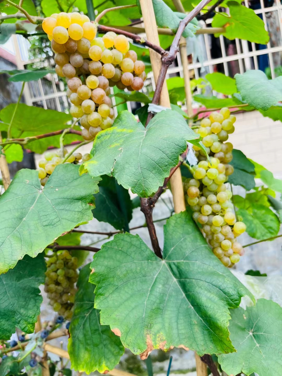 今年第一年结果的寒香蜜葡萄.