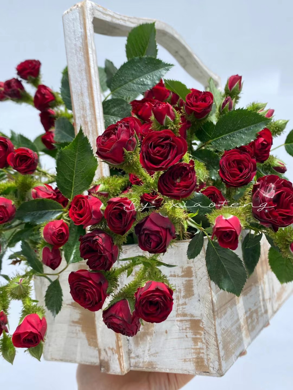 美丽的叶问月季,自育品种,可以泡水喝,超级香