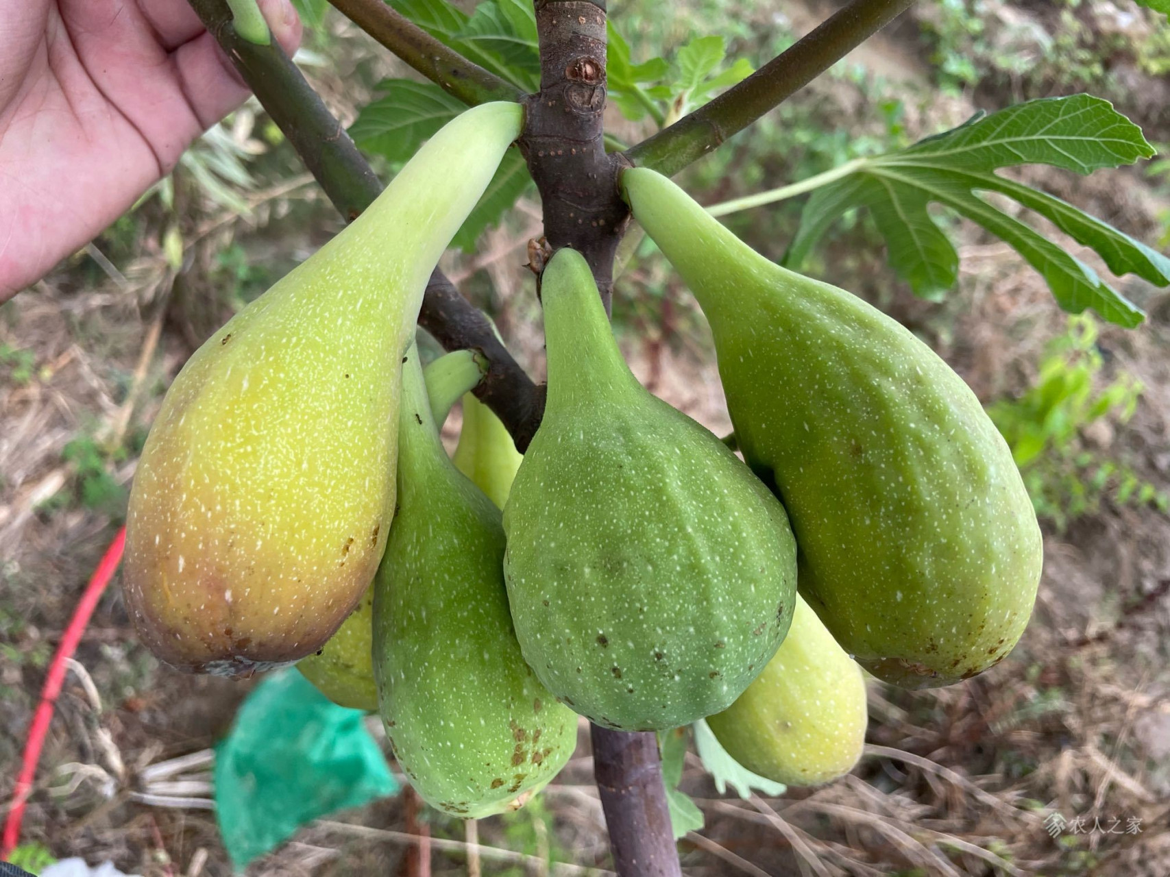 难道是芭劳奈根本不适合盆栽只能地栽?