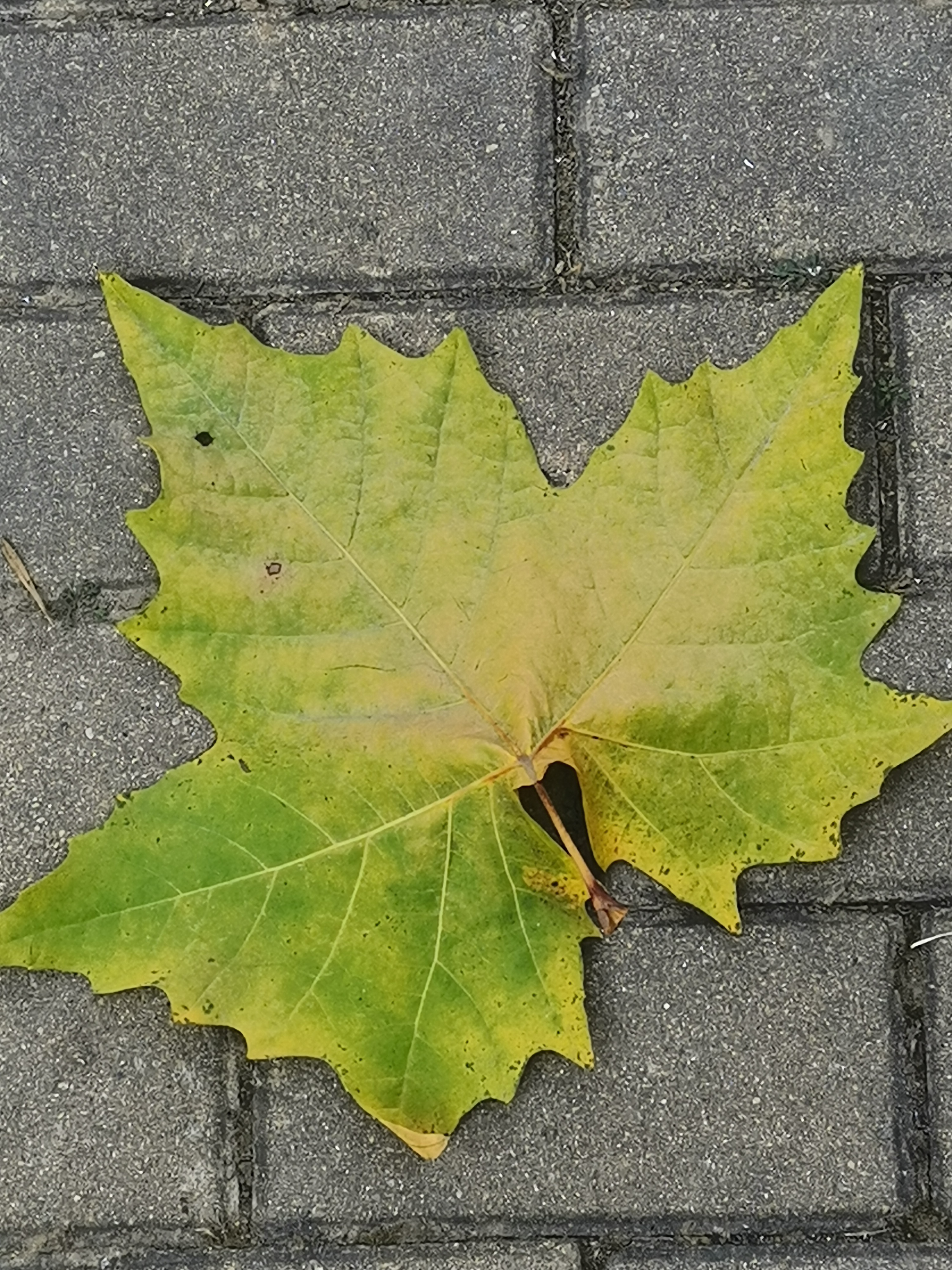 梧桐树高大挺拔,落下的叶子也魁梧壮实,很少能看到这么大的叶子