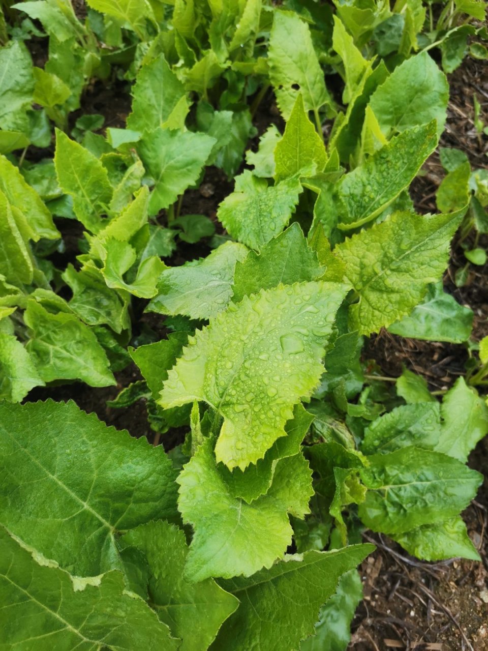 山菜菜大耳毛,也叫东风菜,快上市啦!