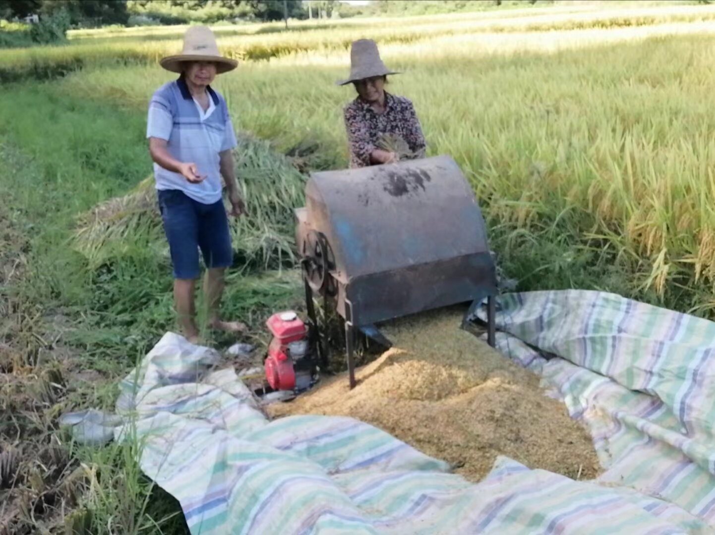 农村致富的小项目是什么(农村致富新项目业什么最赚钱农村)