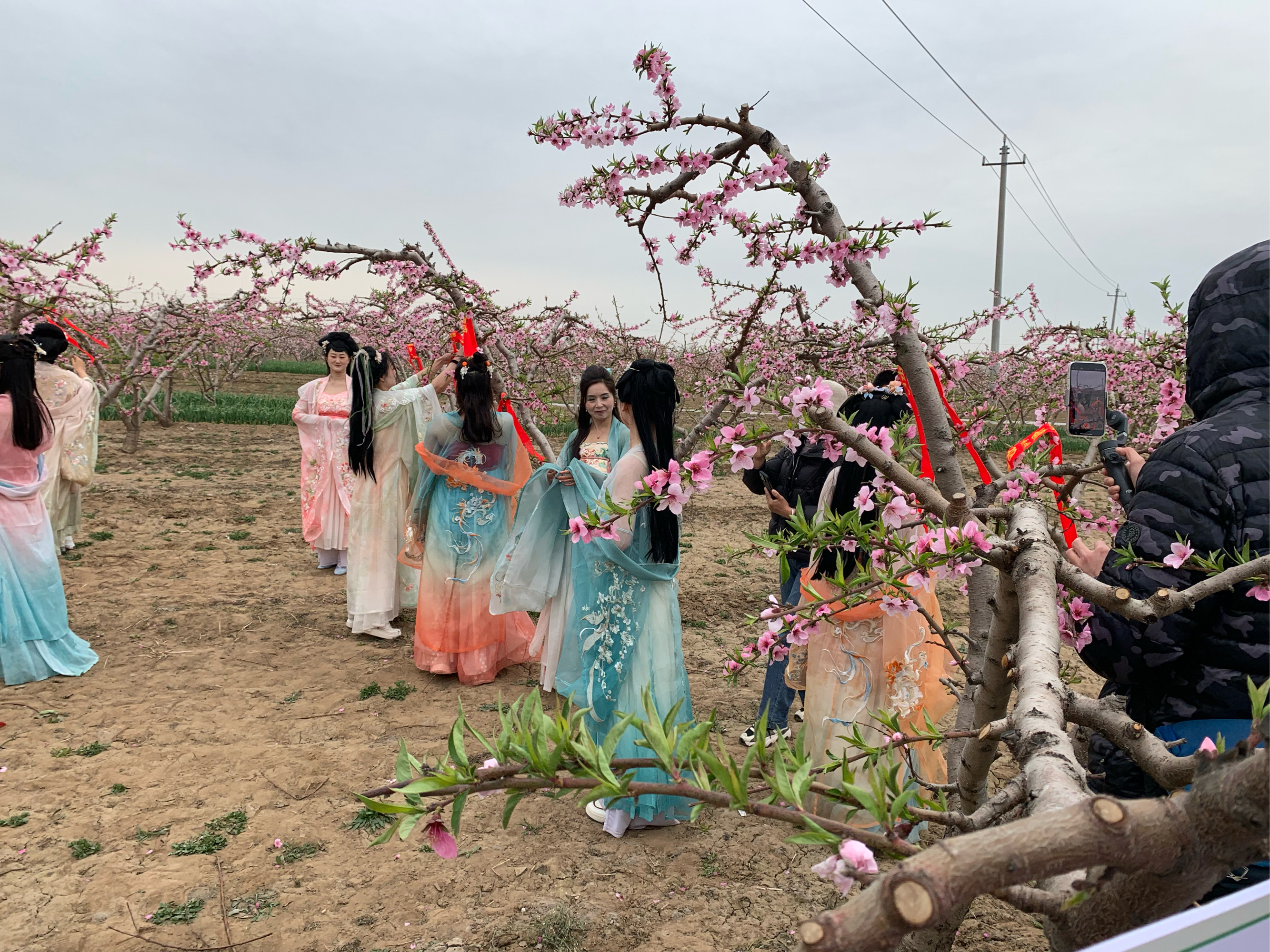 豆公桃花节图片