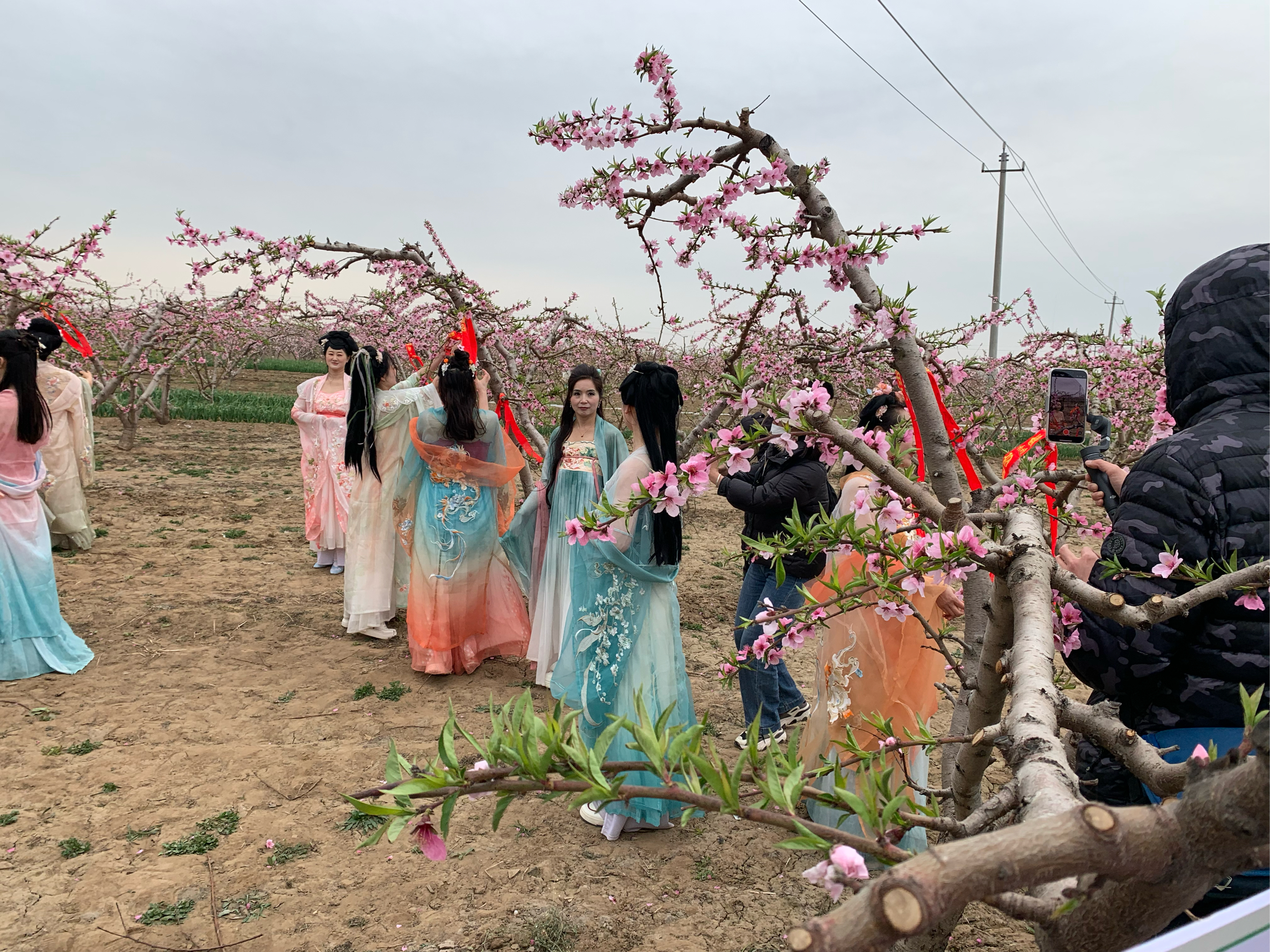 豆公桃花节图片