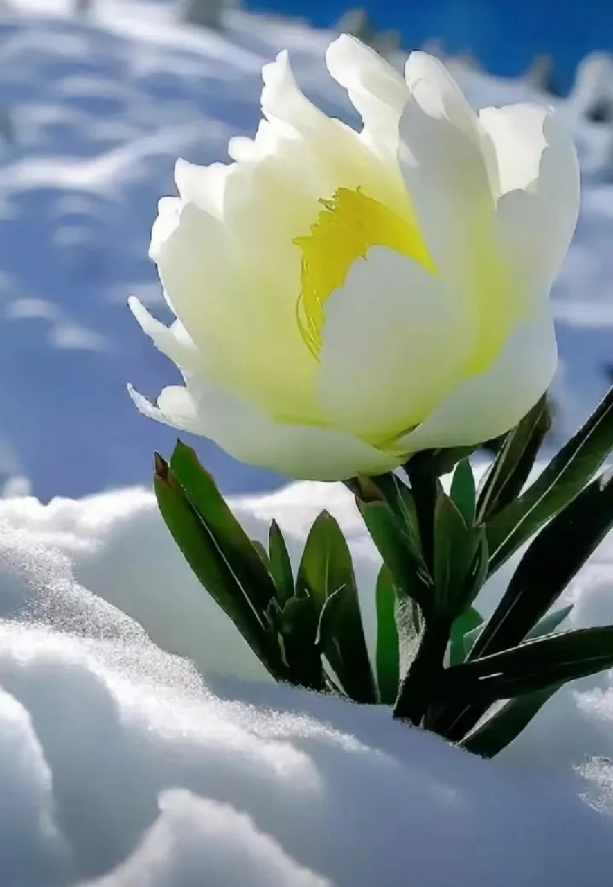 那些冬天才有的美景# 新疆海拔3000米以上的天山上开满了雪莲花,五年