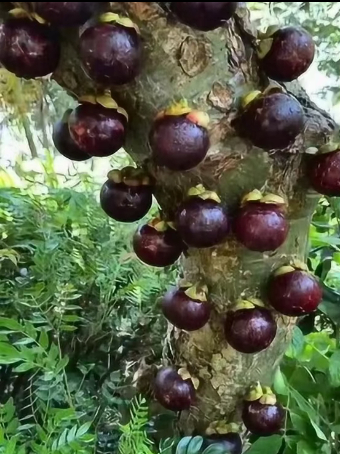 山竹果 果实图片