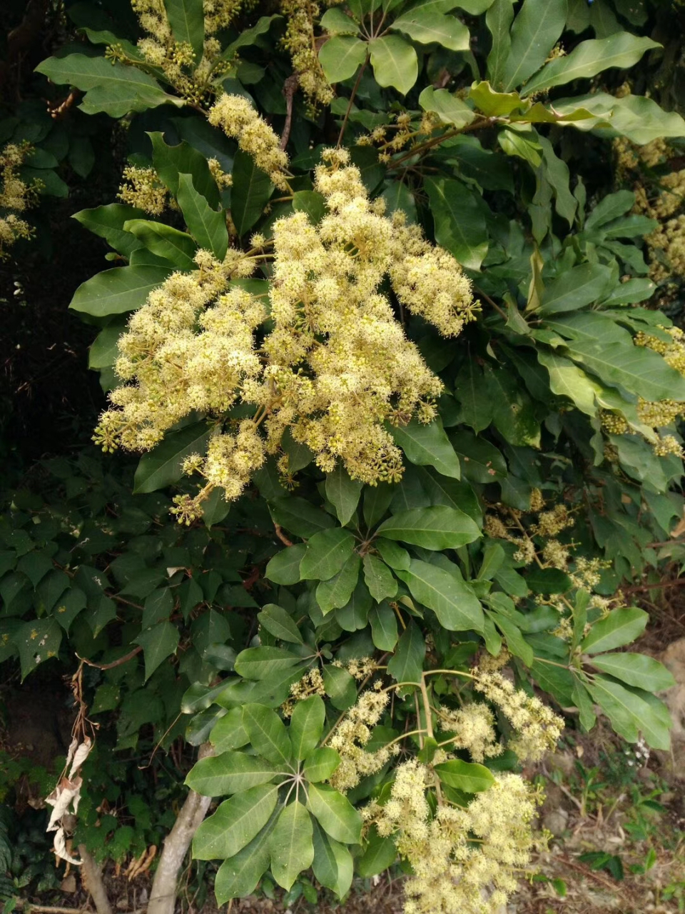 鹅掌柴的花蕾图片图片