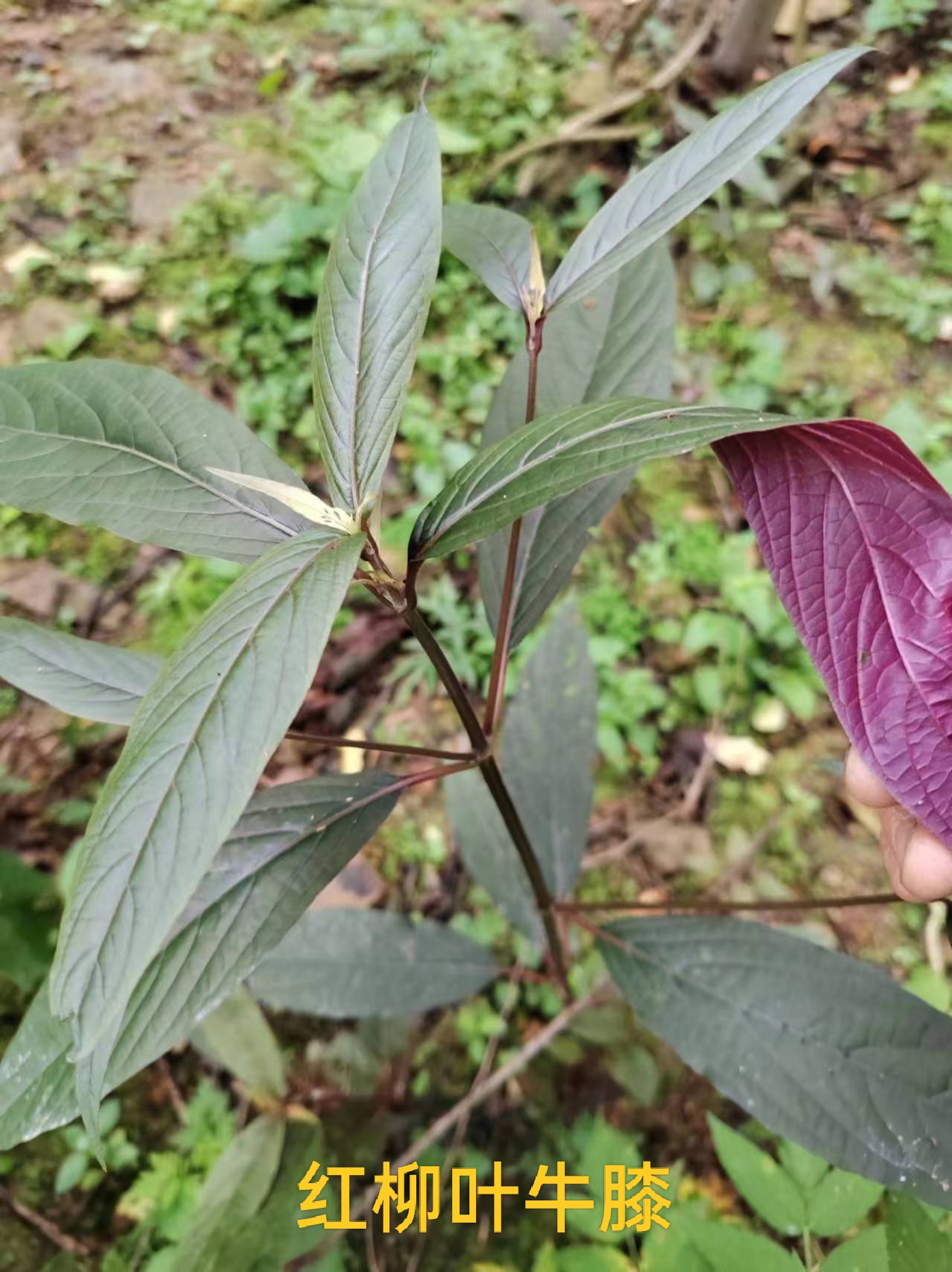 红柳叶牛膝,柘树,杜茎山,异叶榕,元宝草,阔叶山麦冬,荷包山桂花.