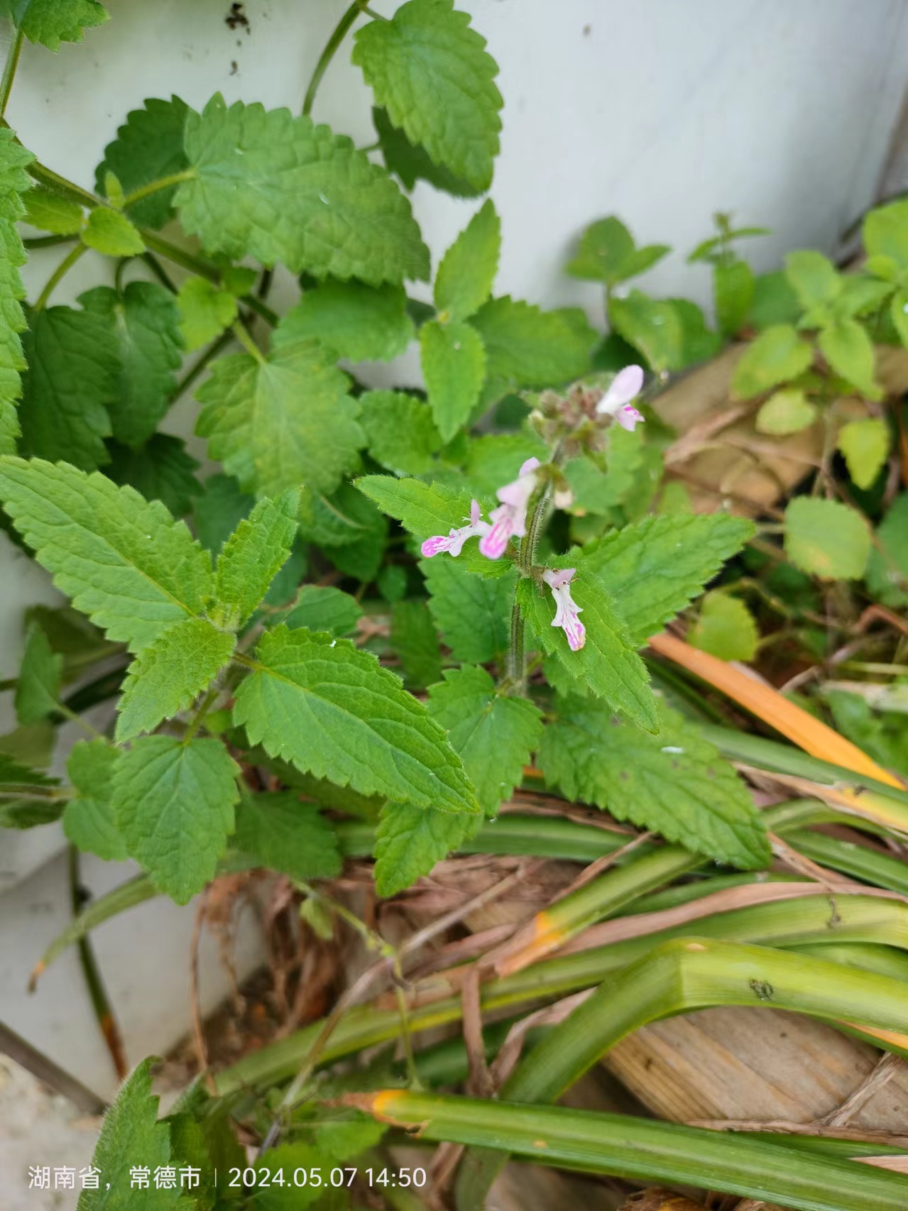 神奇的大自然植物——地蚕.