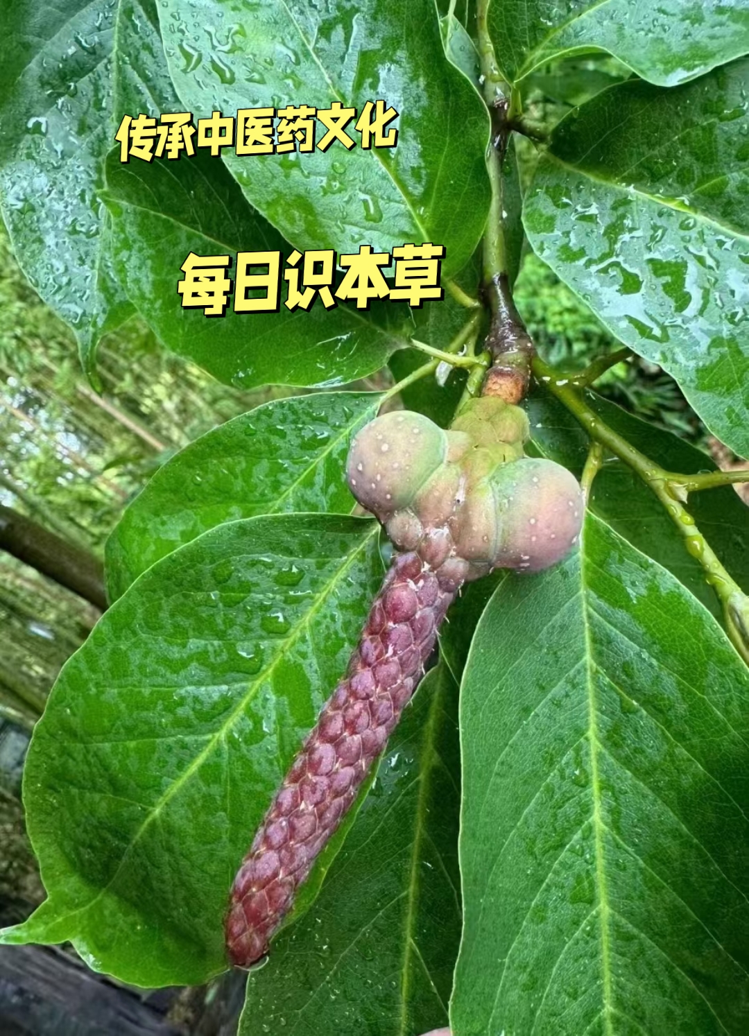 白兰花结果图片