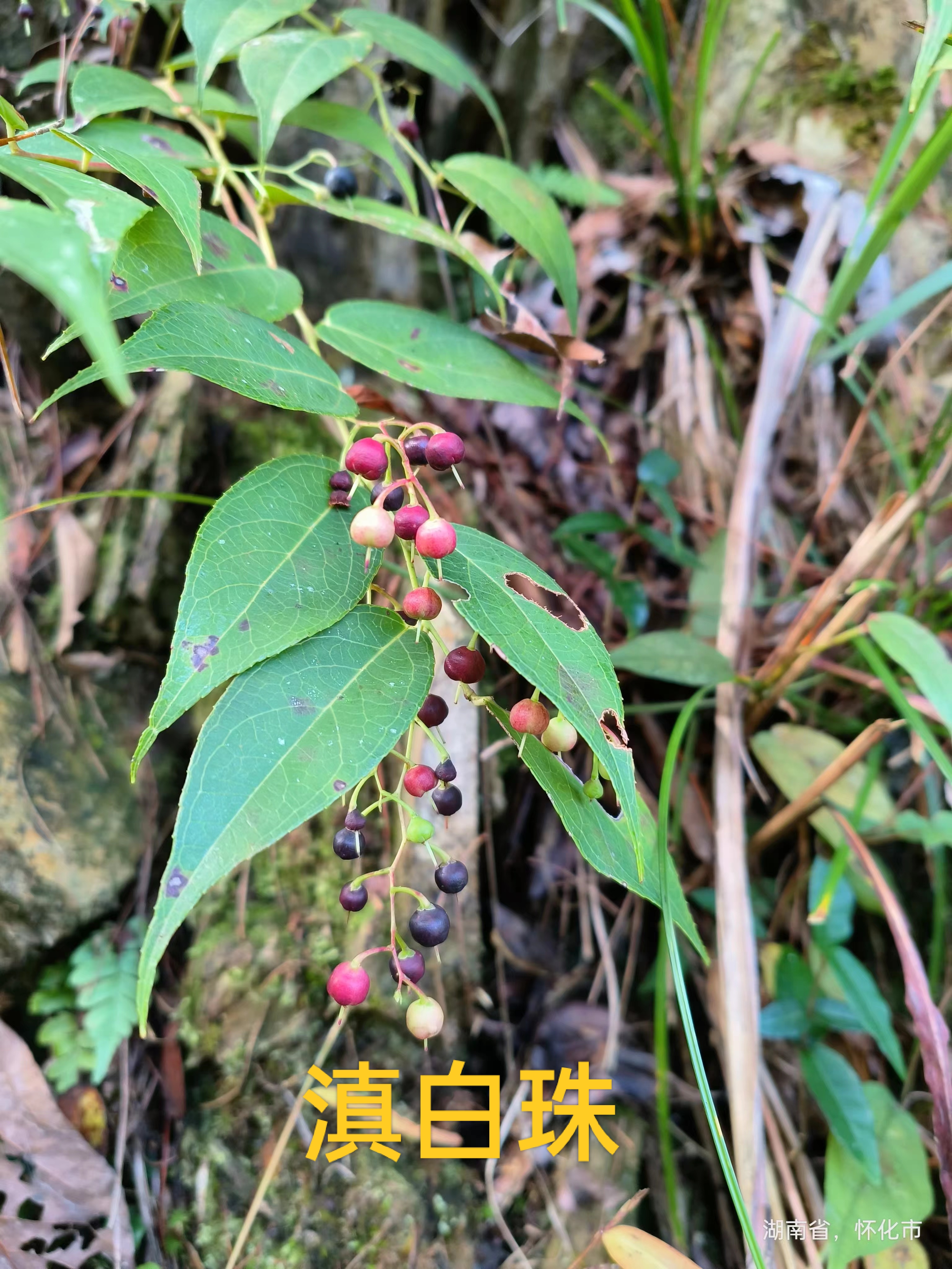 唐菖蒲,锦鸡儿,野菰,四叶参,鹿药,滇白珠,亮叶重楼,闹羊花,大叶升麻.